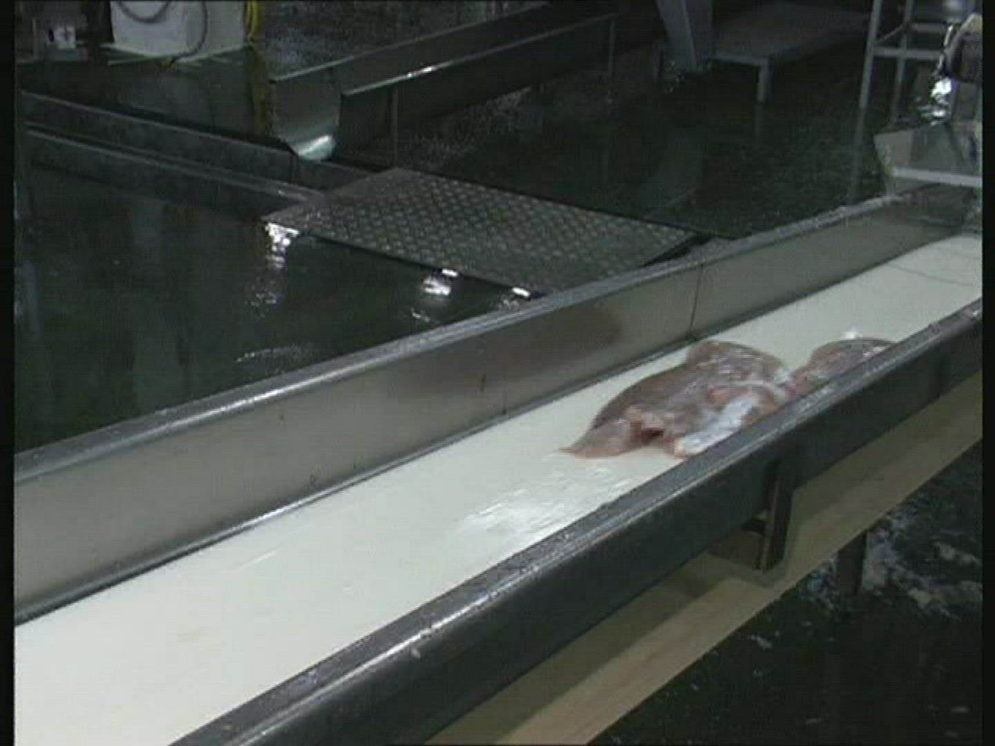 308398375 / Fish Production / Iceland
