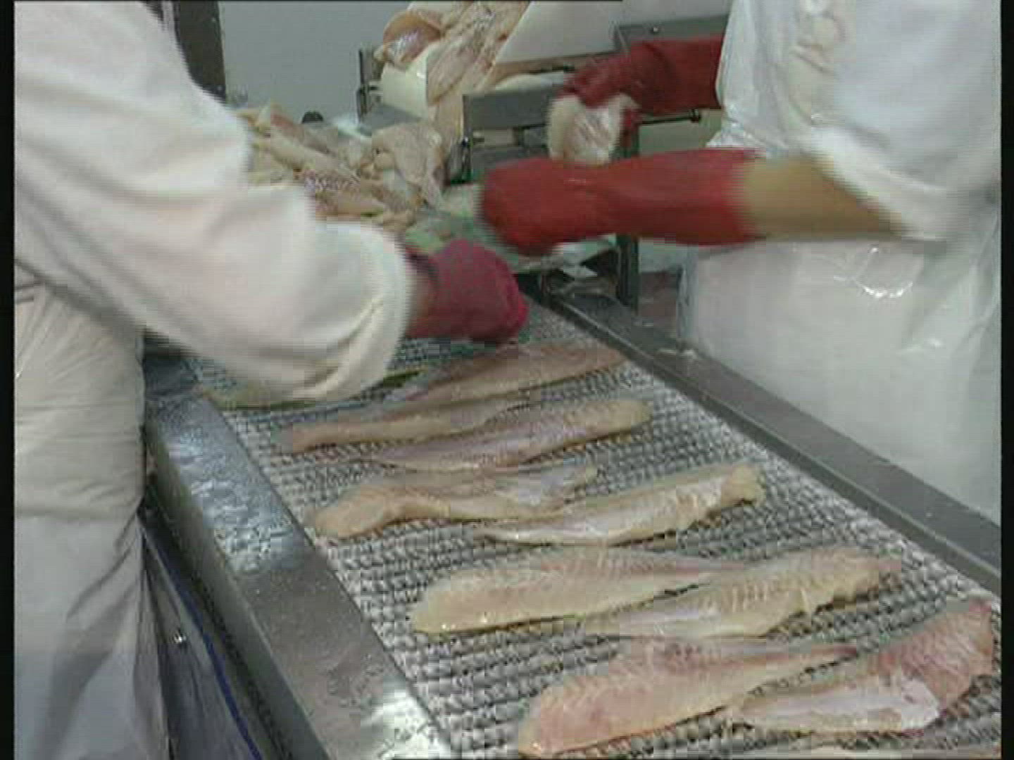 155811397 / Fish Production / Iceland