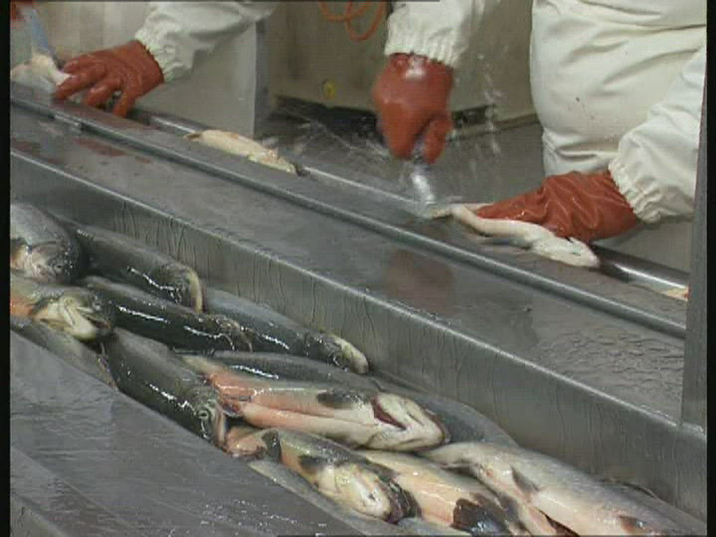 897169853 / Fish Production / Iceland