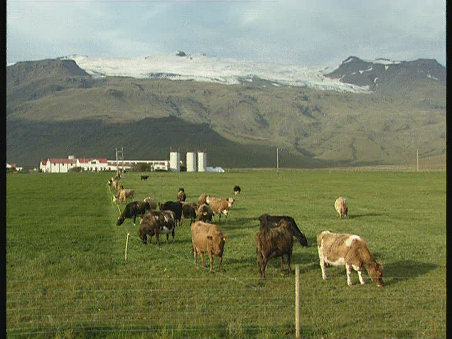 863791125 / Cattle / Agribusiness / Iceland