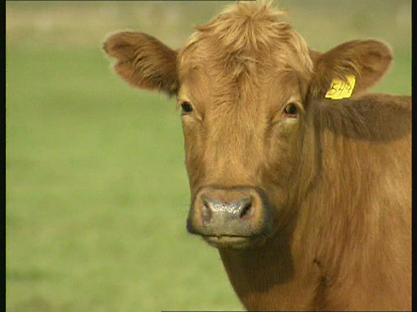 681572933 / Cattle / Agribusiness / Iceland