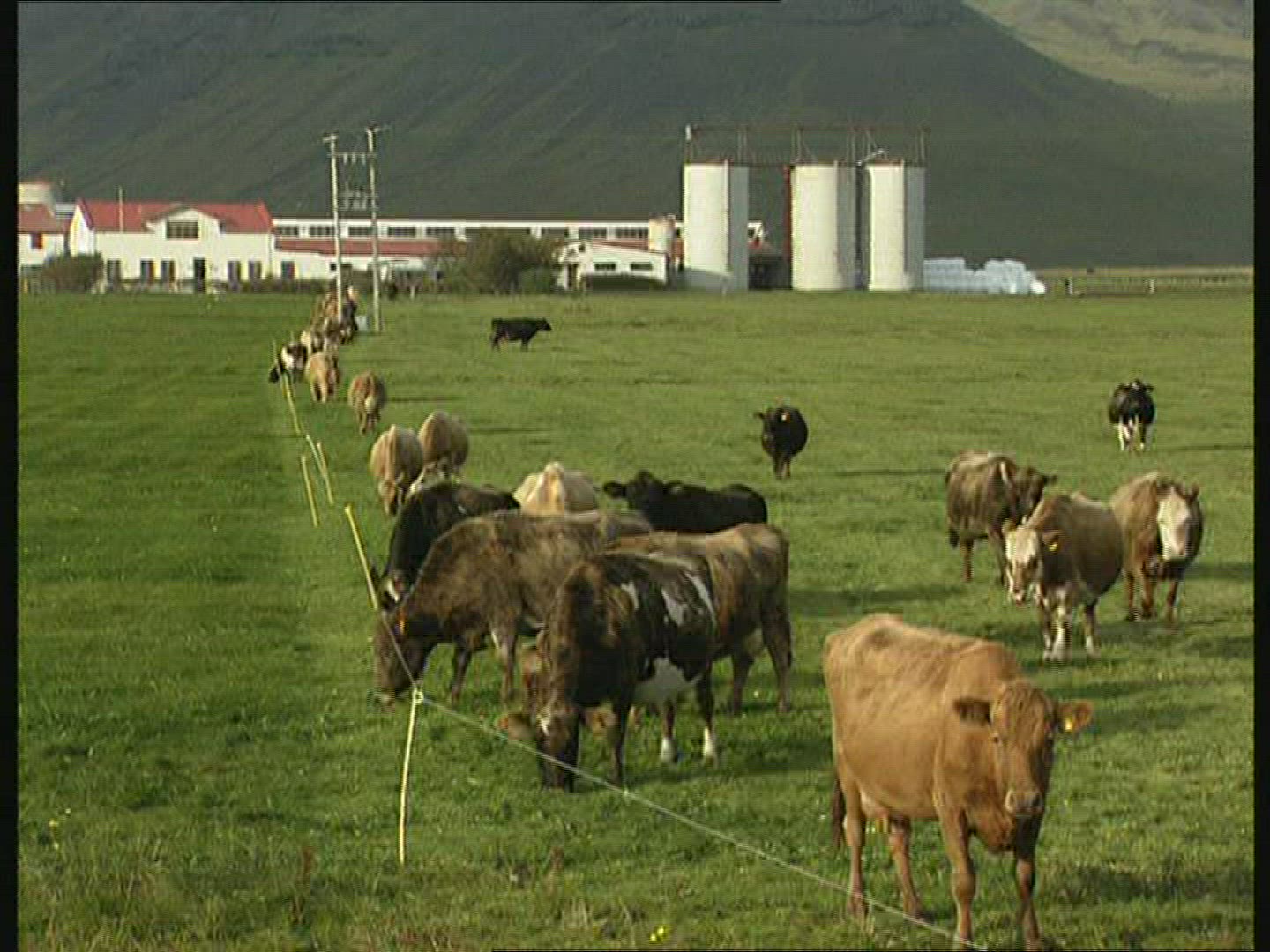 335575077 / Cattle / Agribusiness / Iceland