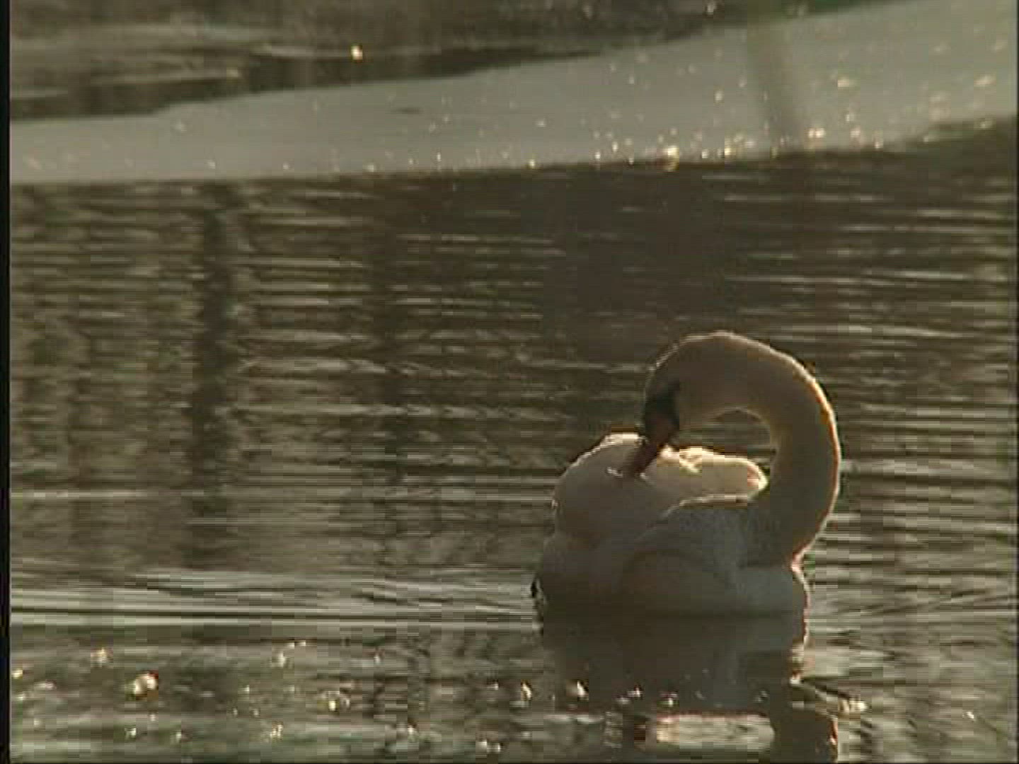 714183937 / Swan / Lake / Alps