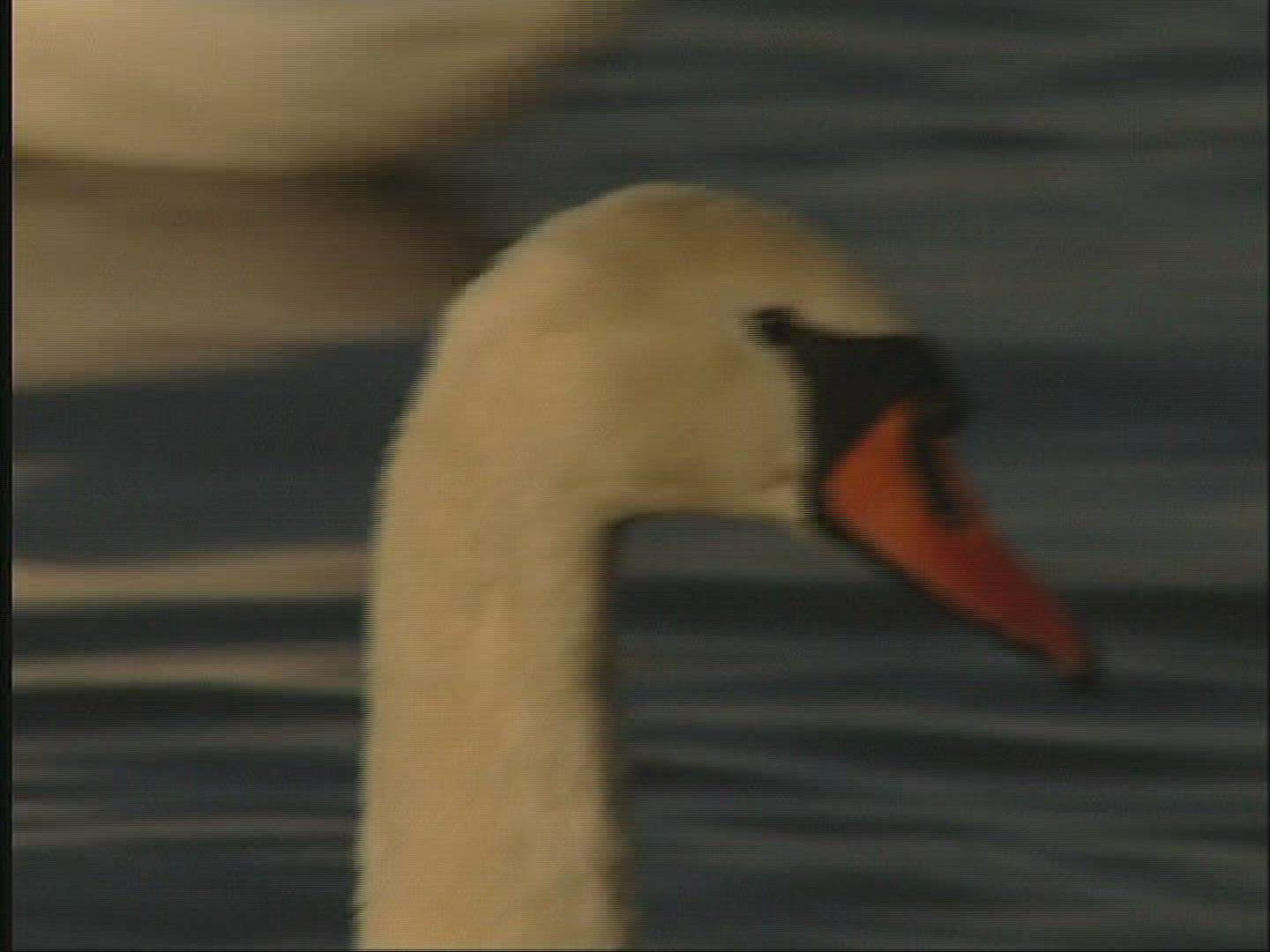 755272049 / Swan / Lake / Alps