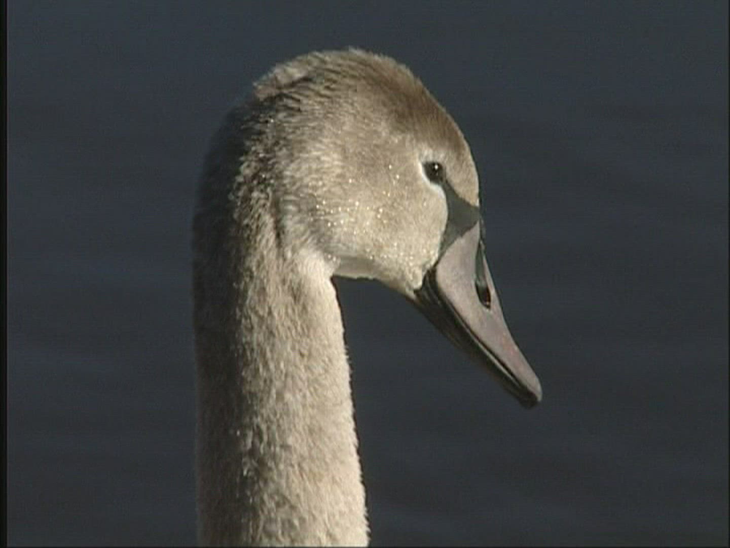 407079232 / Swan / Lake / Alps