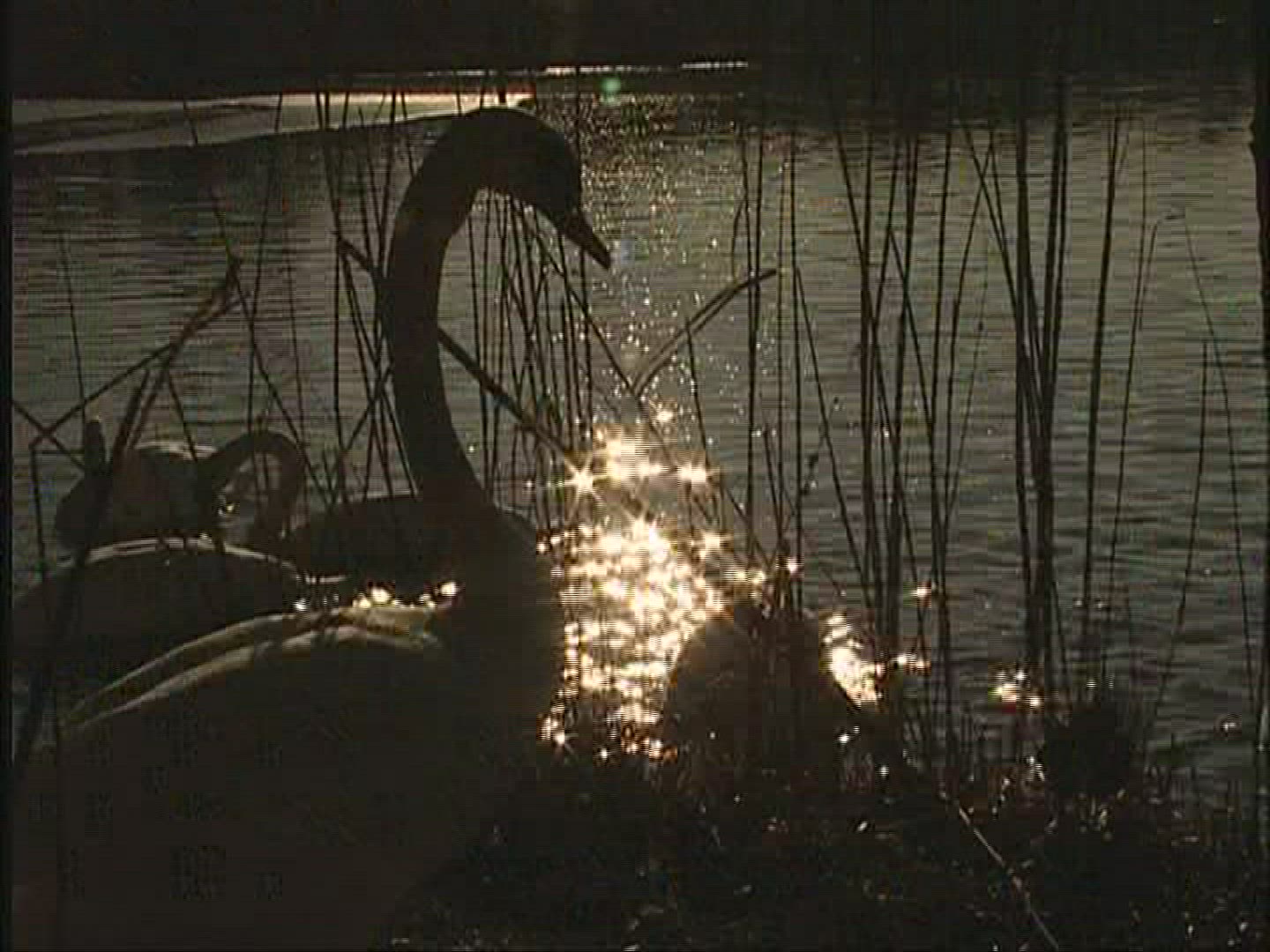 874920812 / Swan / Lake / Alps