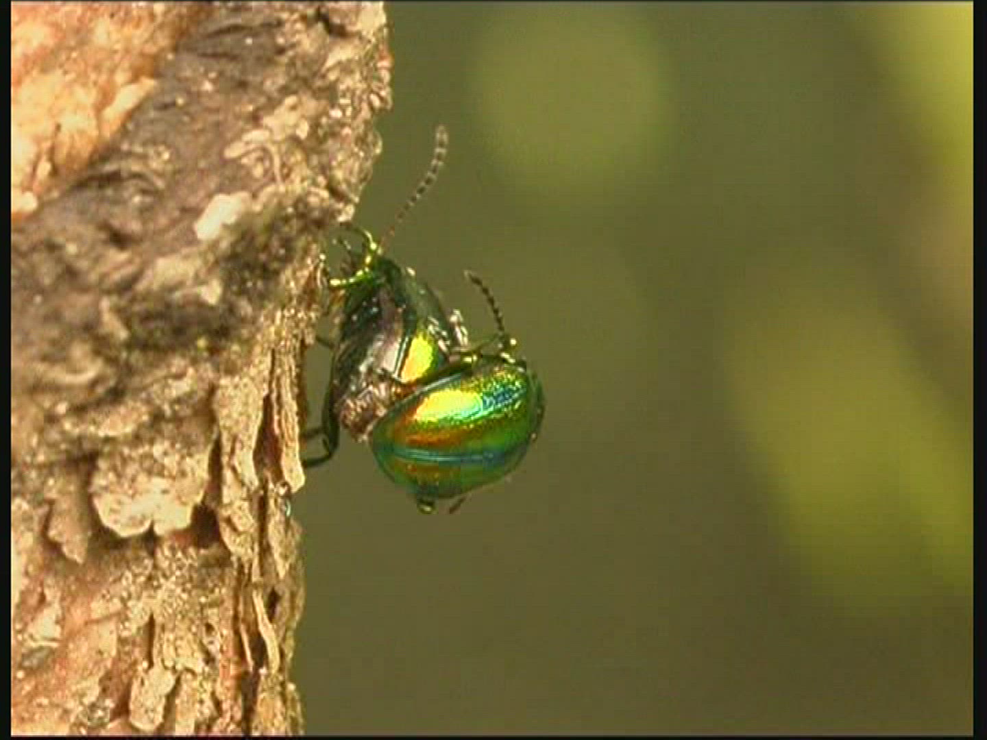 660177635 / Insect / Spider / Mid Europe