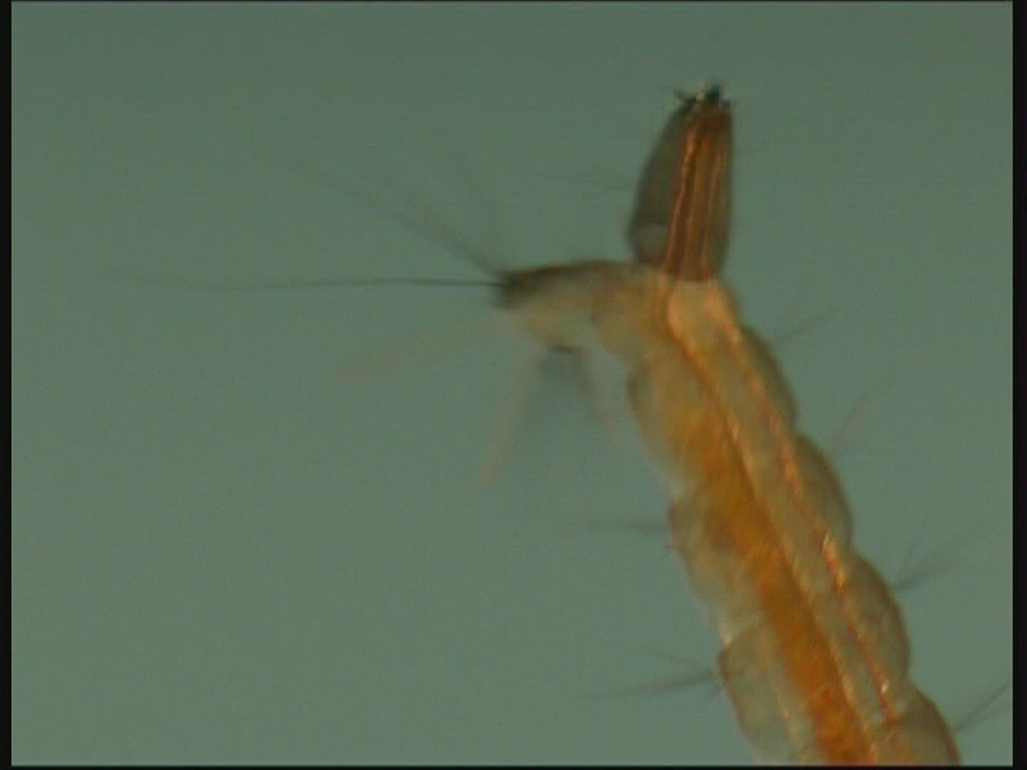 953694784 / Mosquito / Larva / Mid Europe