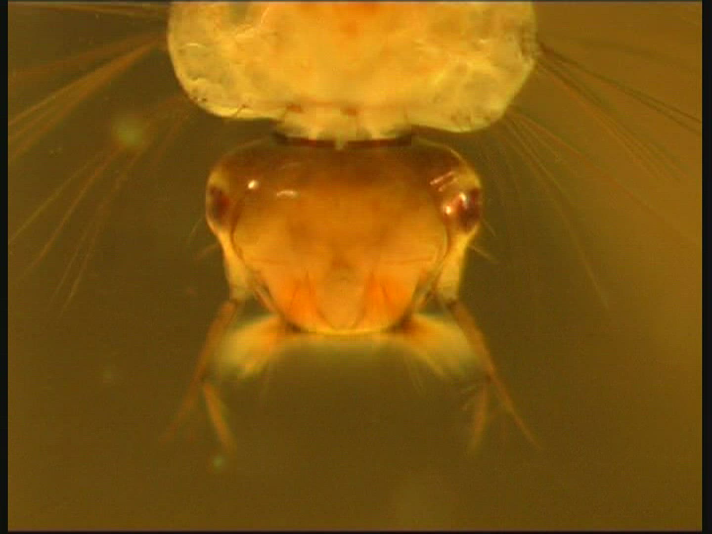 951230619 / Mosquito / Larva / Mid Europe