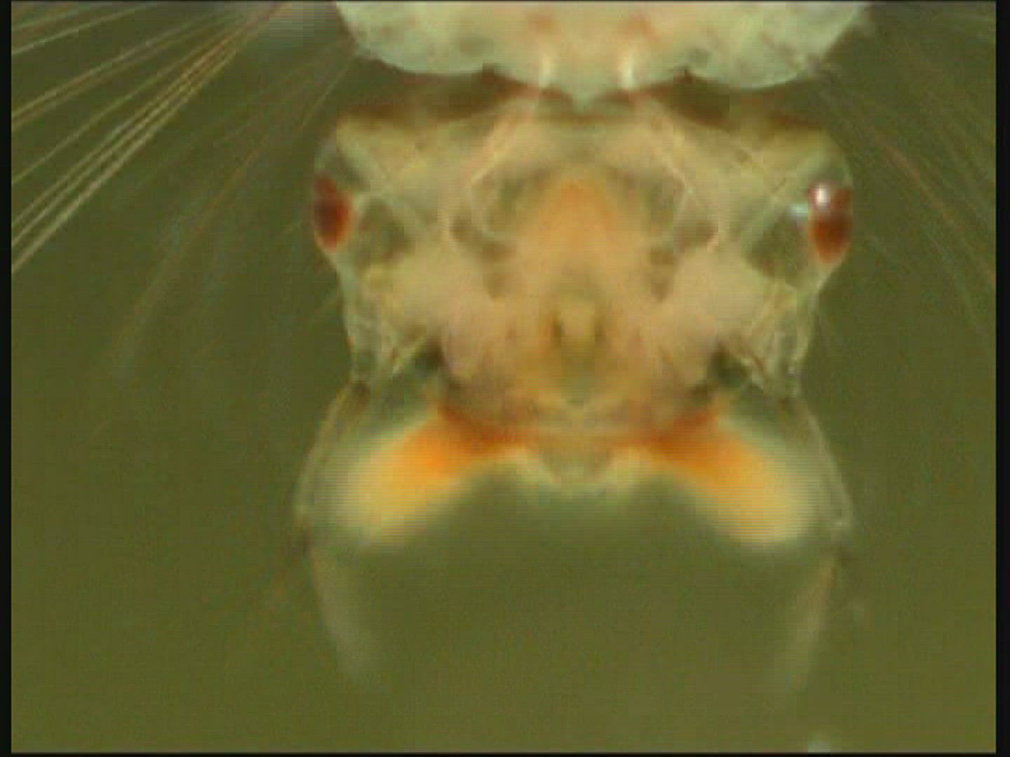 797505192 / Mosquito / Larva / Mid Europe