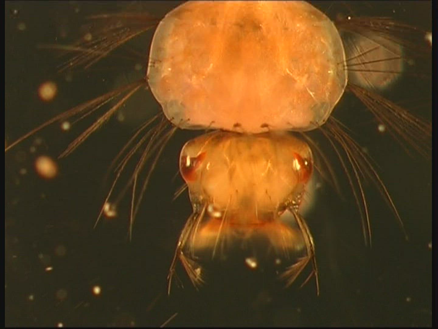 793687047 / Mosquito / Larva / Mid Europe