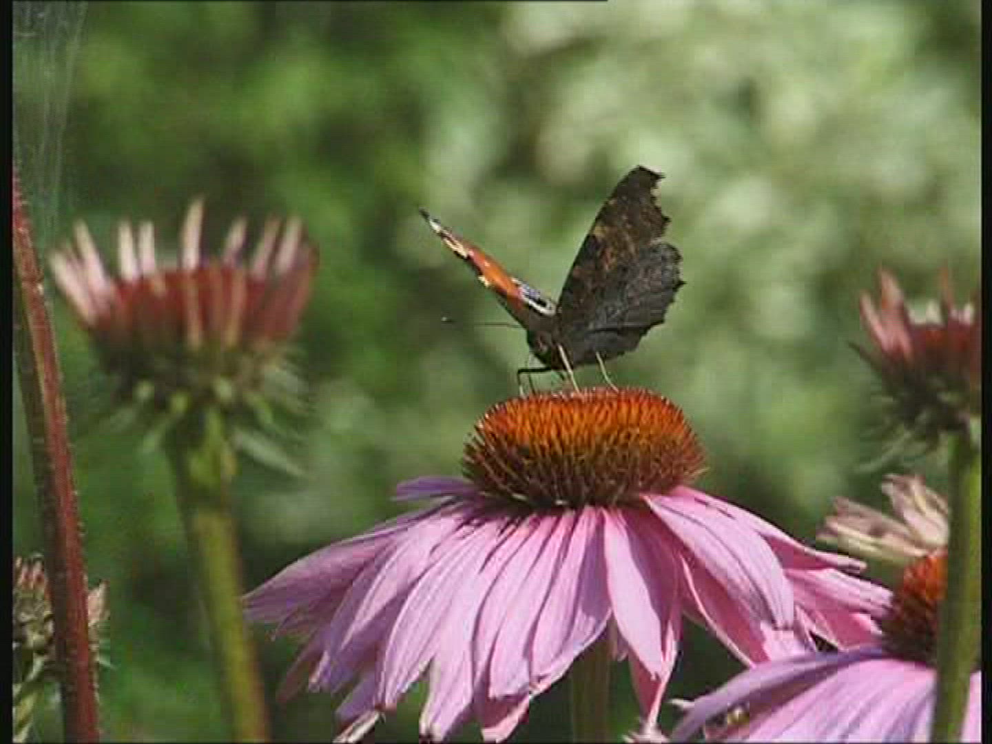 869986961 / Butterfly / Mid Europe