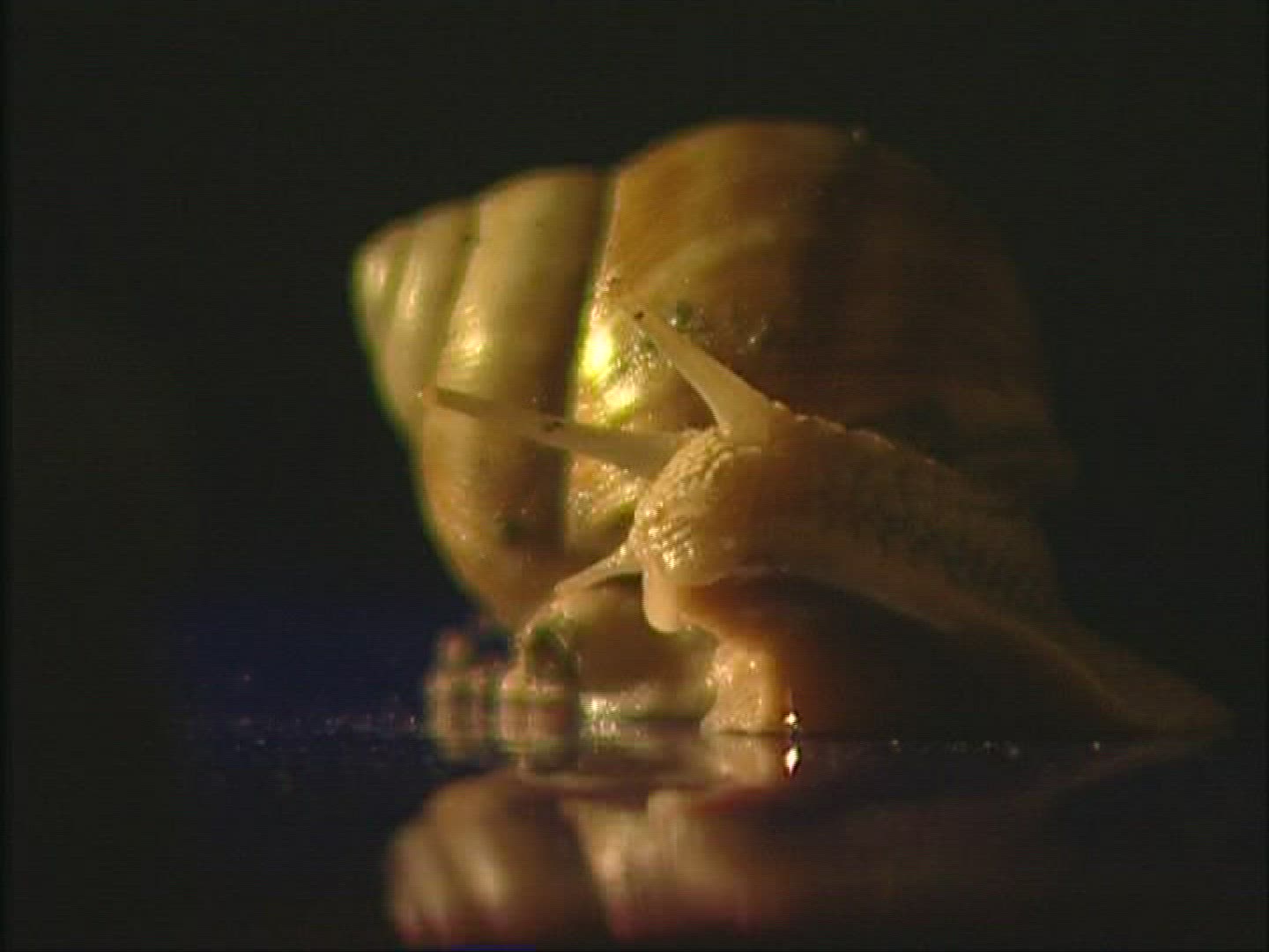 211508955 / Edible Snail / Europe