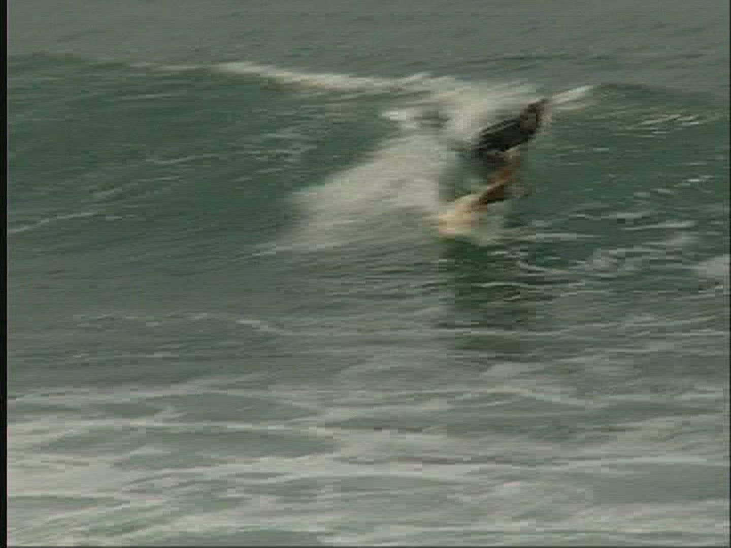 798031025 / Surfing / Wave Riding
