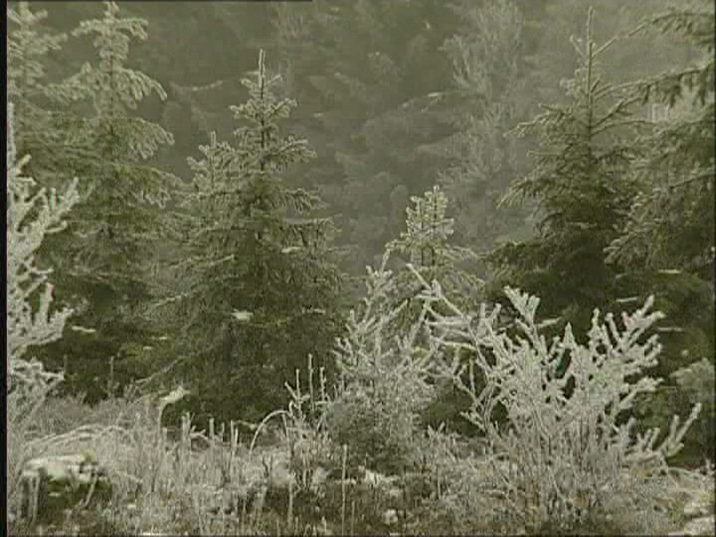 387027954 / Snow / Fog / Germany