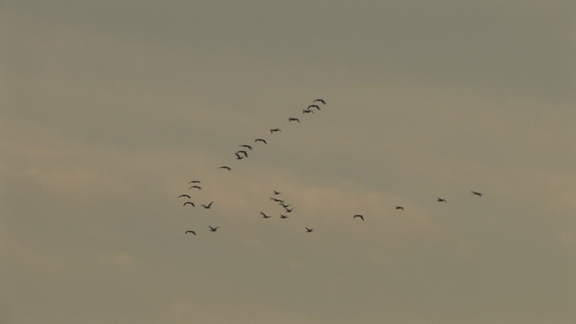 421234245 / Migratory Bird / Flock of Birds / Sky