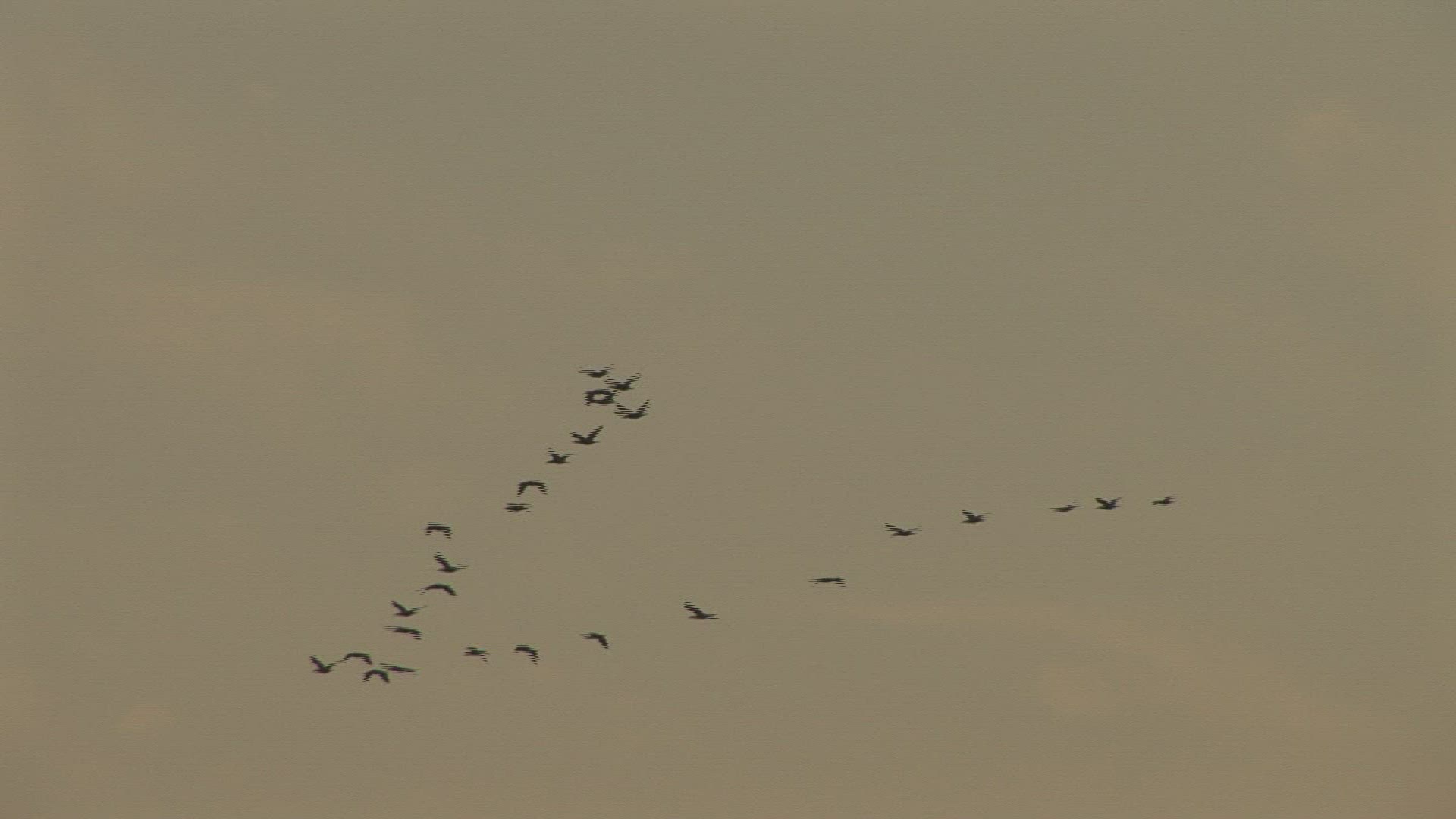 261353920 / Migratory Bird / Flock of Birds / Sky