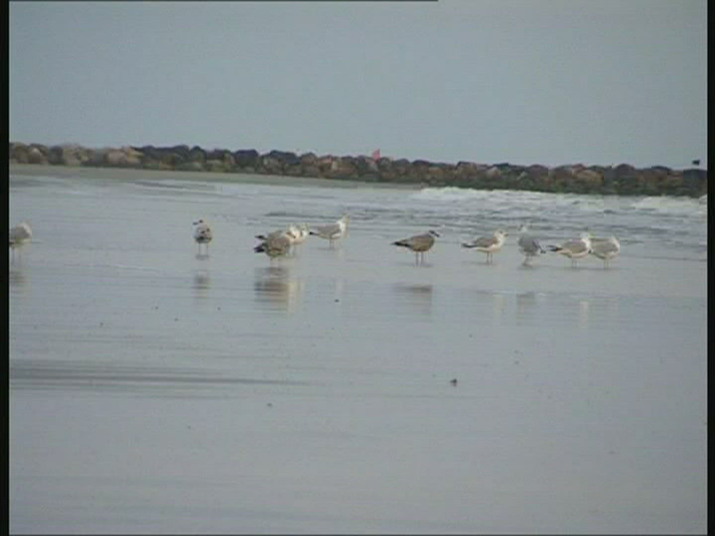 718412062 / Seagull / Coast / North Sea / Denmark