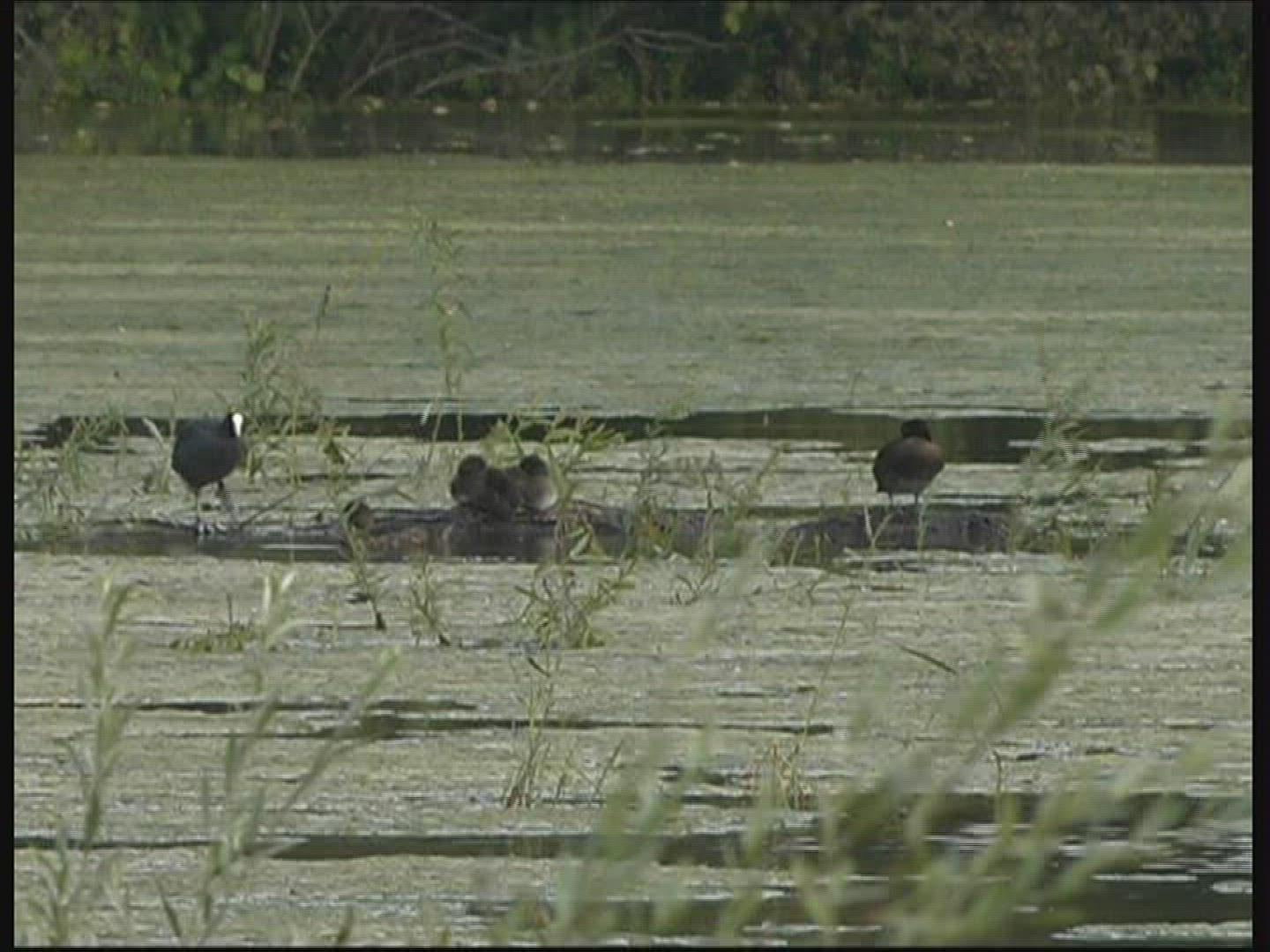 232038858 / Pond / Bird / Germany