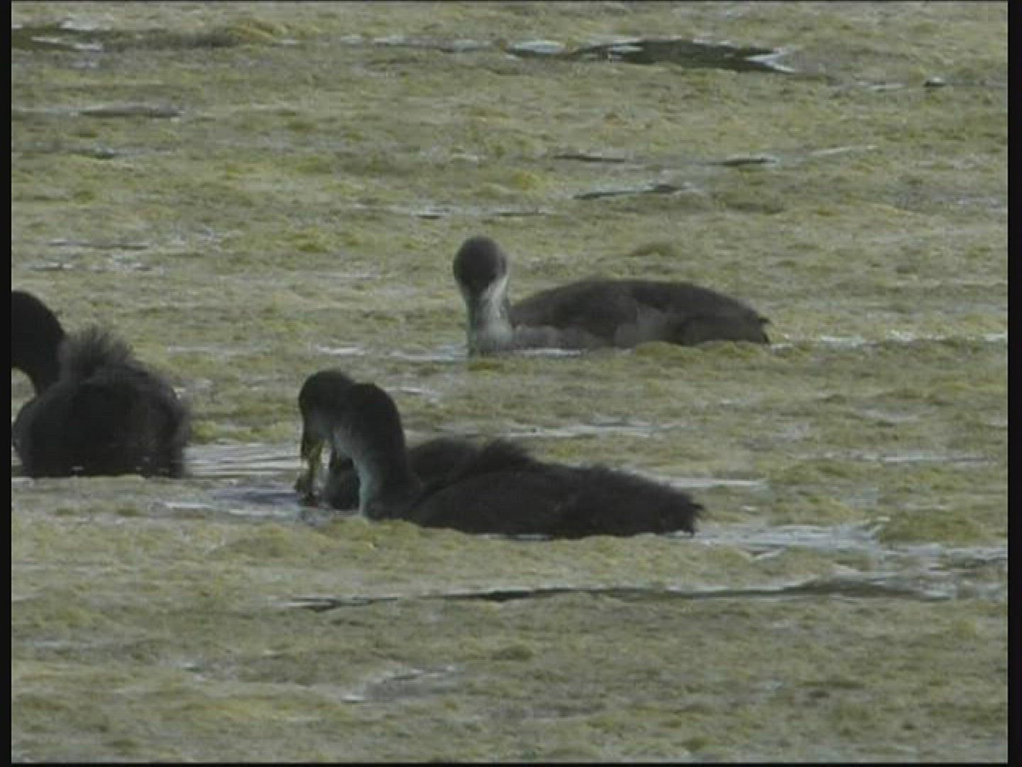 197578604 / Pond / Bird / Germany