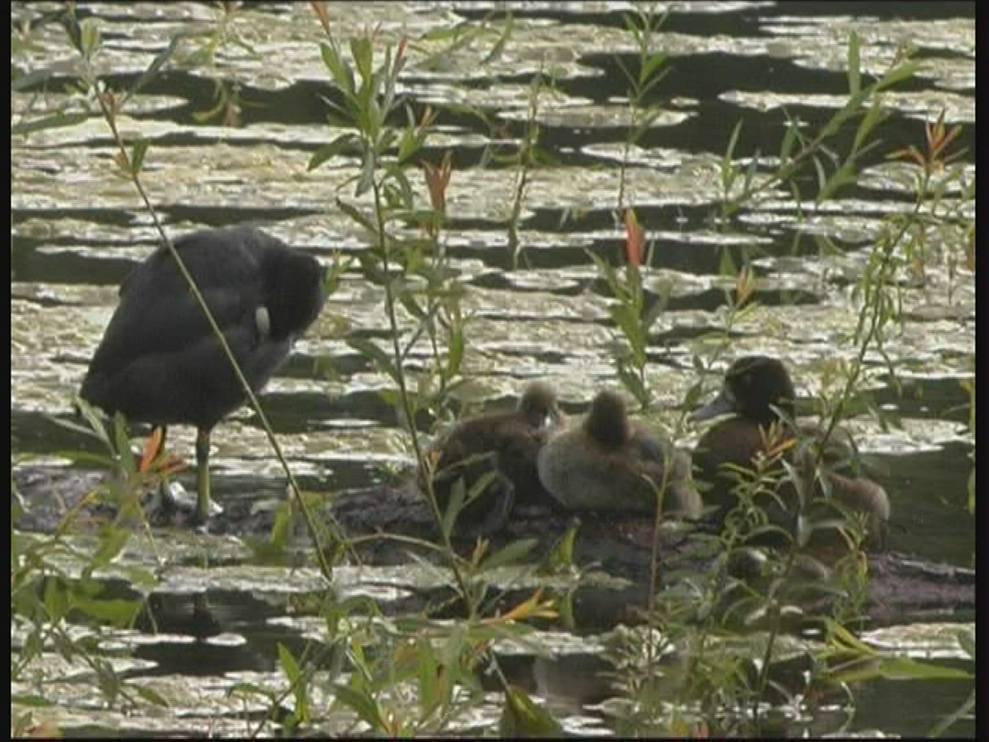 845836856 / Pond / Bird / Germany
