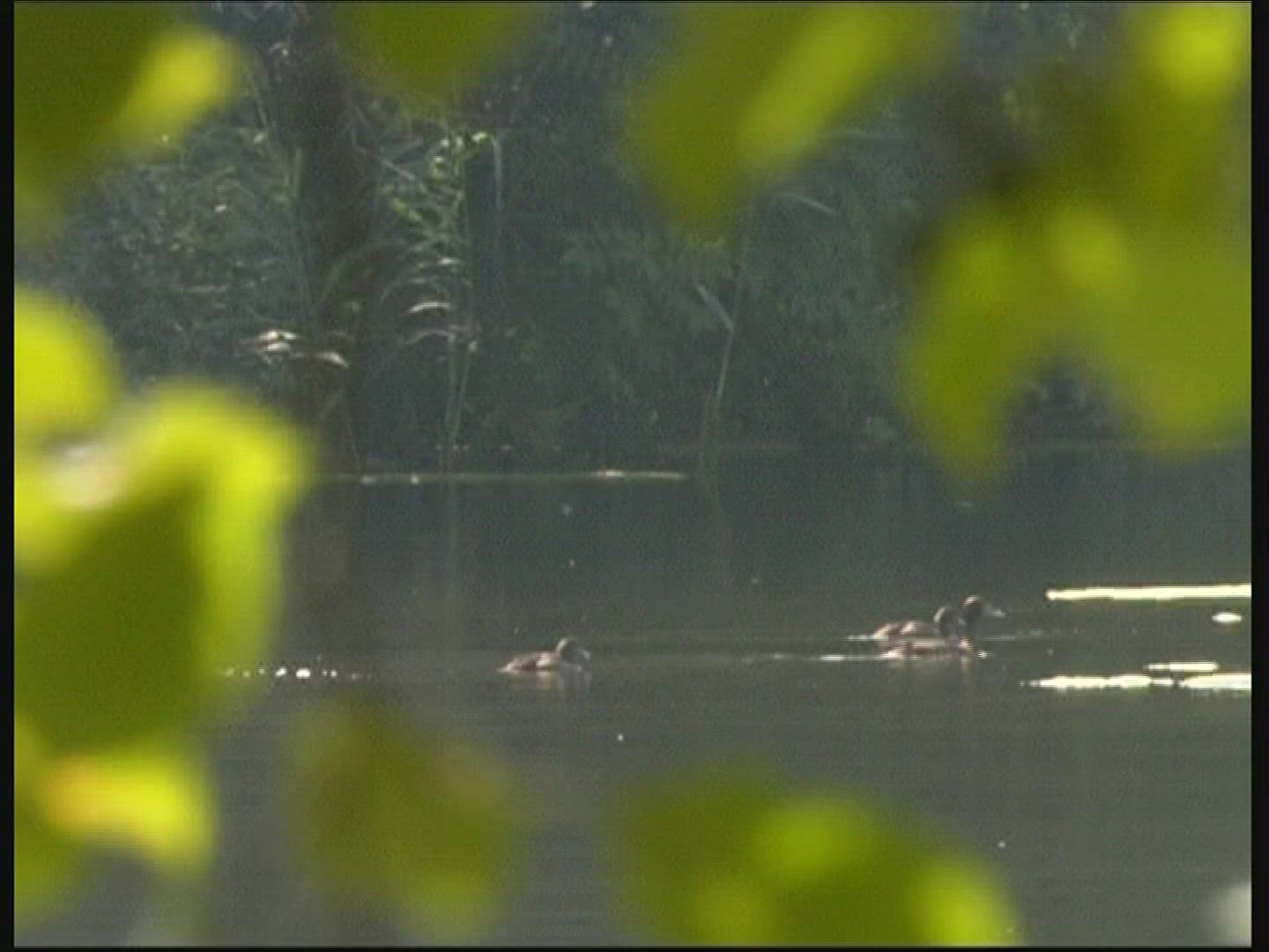 681914508 / Pond / Bird / Germany