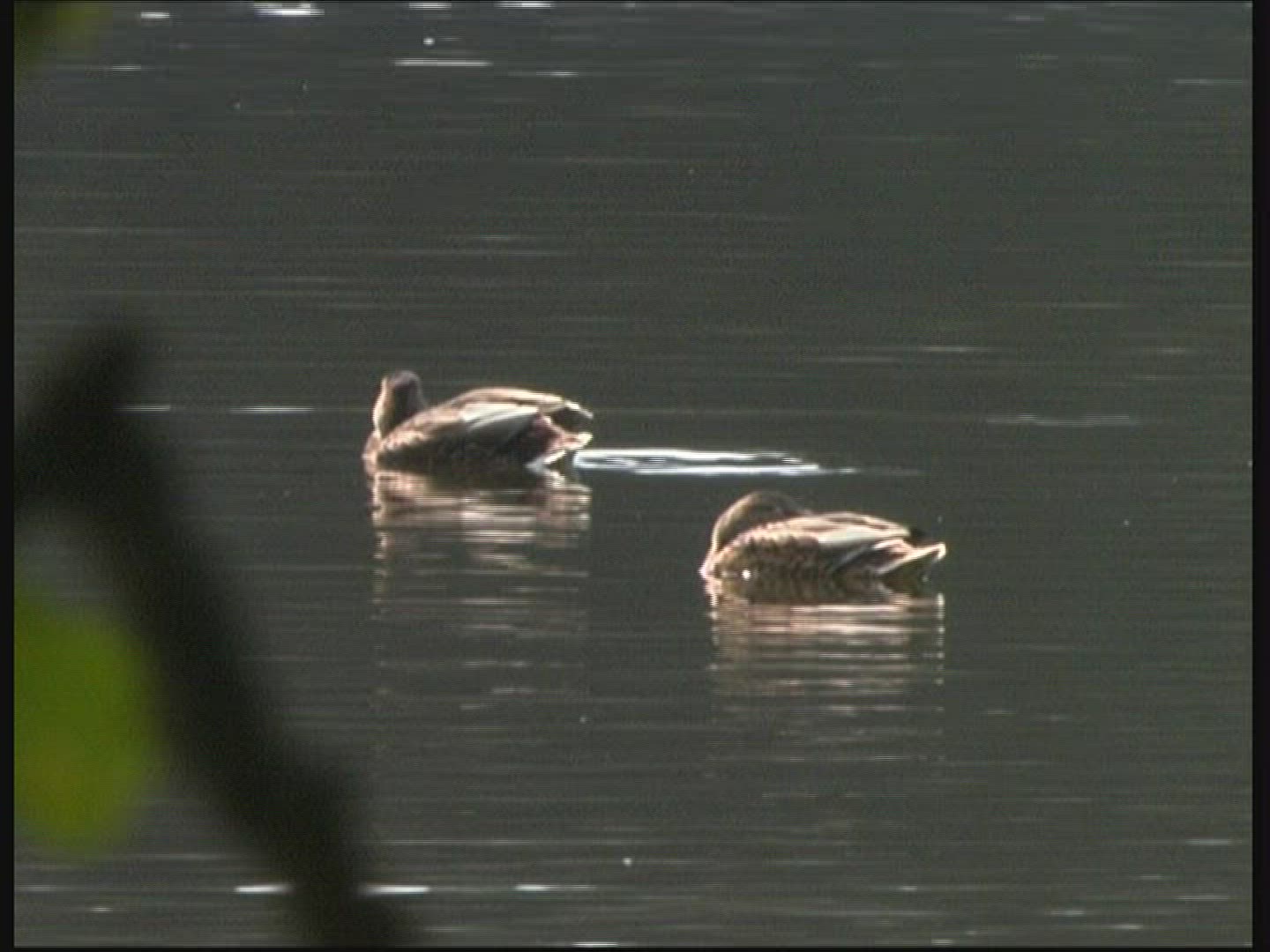 506997472 / Pond / Bird / Germany