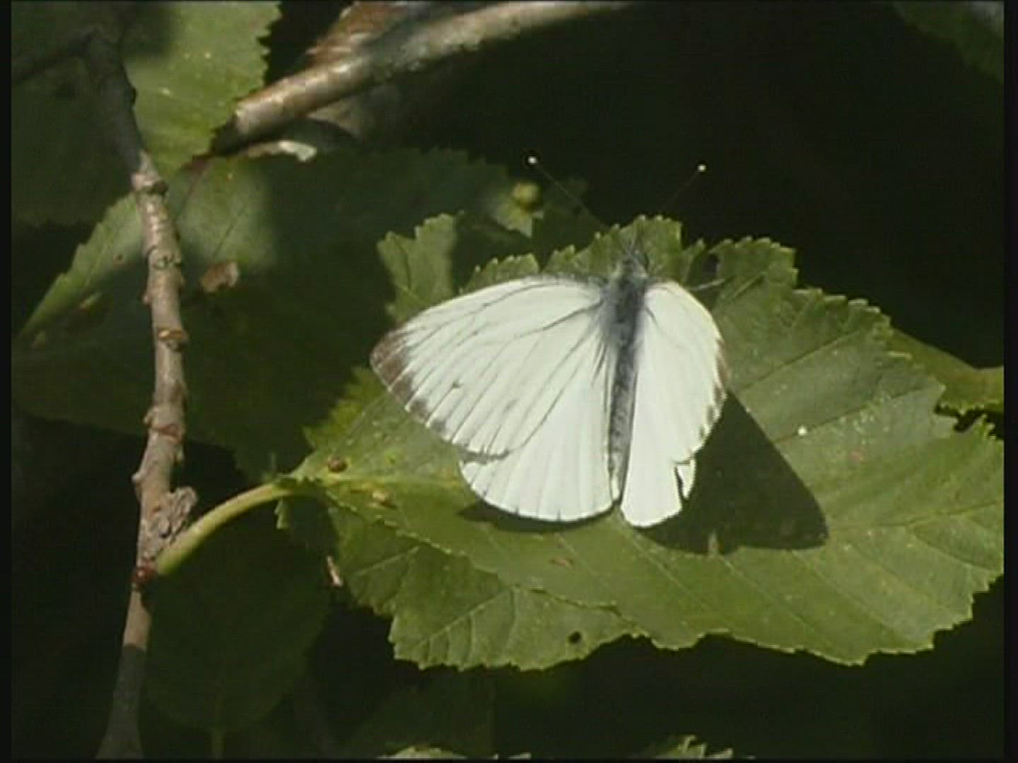 520721159 / Insect / Germany