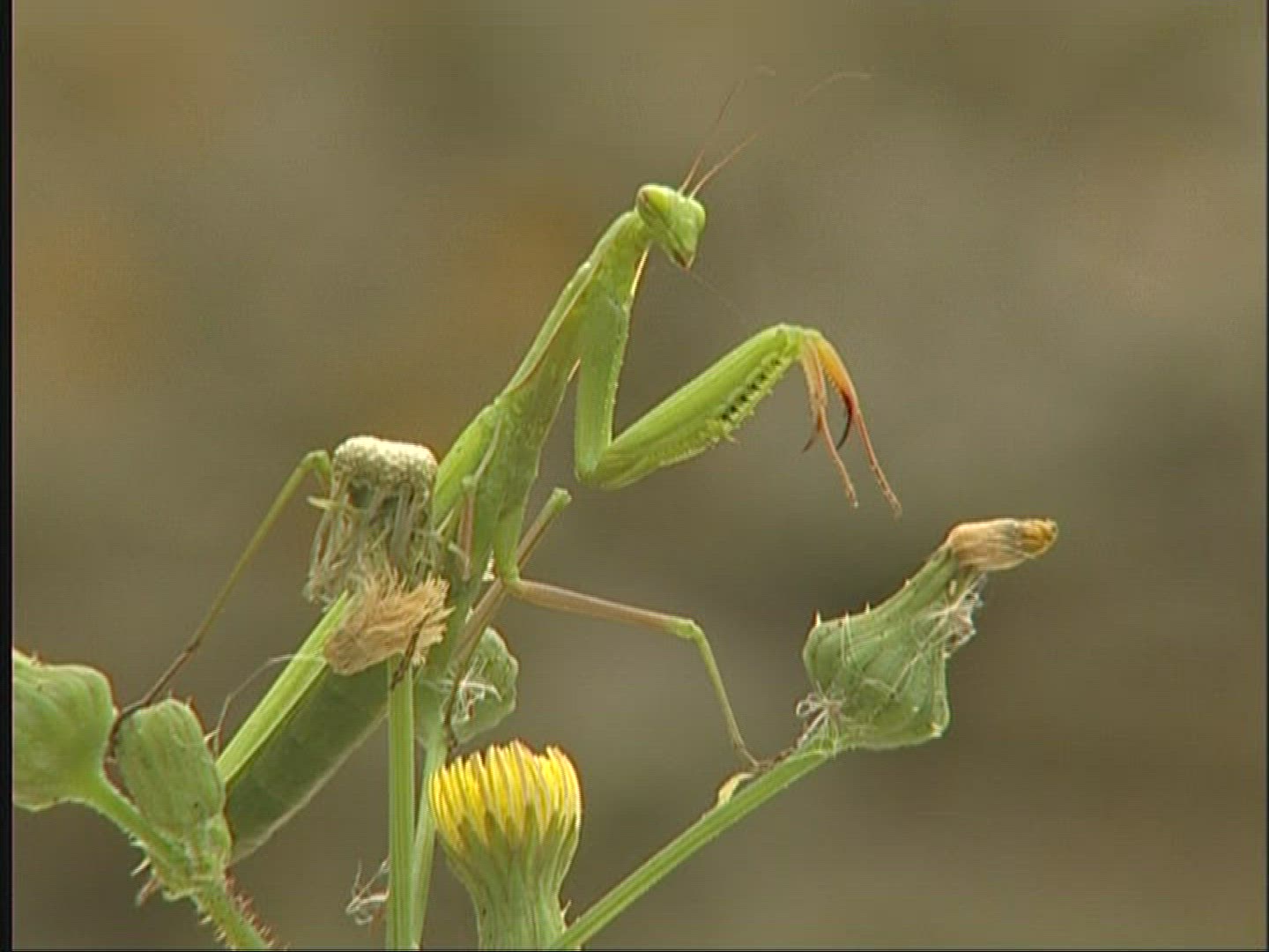 164172701 / Praying Mantis / Germany
