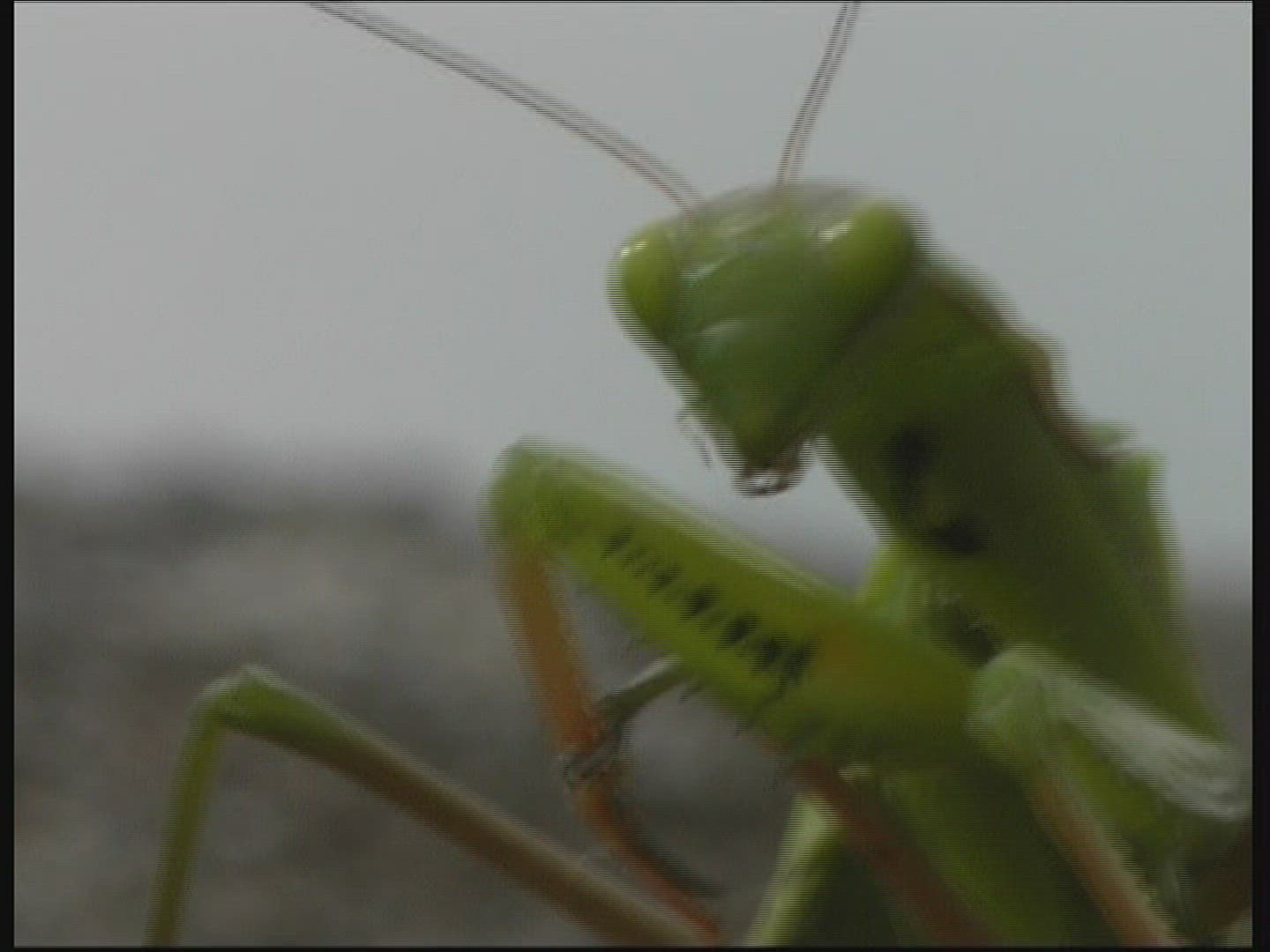 706056963 / Praying Mantis / Germany