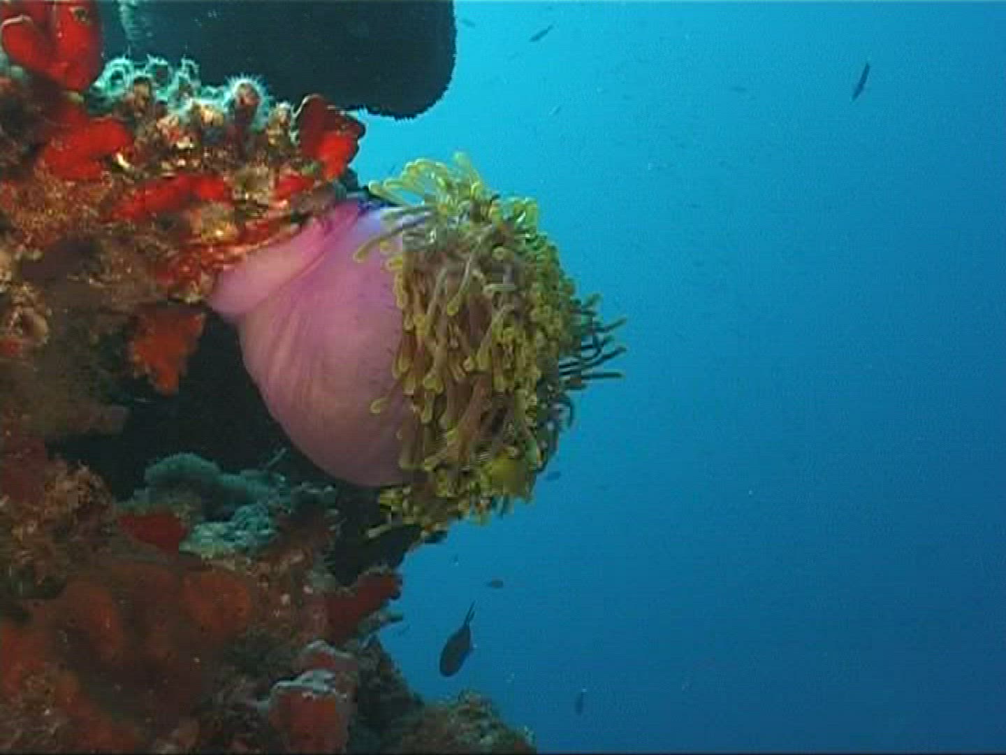 216750889 / Sea Anemone / Amphiprioninae / Maldives