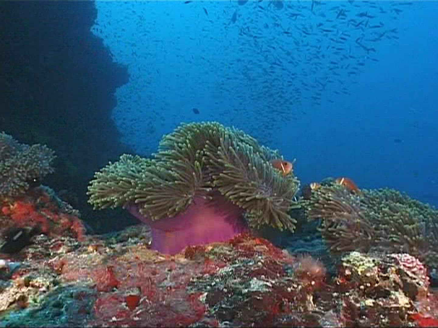 446221367 / Sea Anemone / Amphiprioninae / Maldives