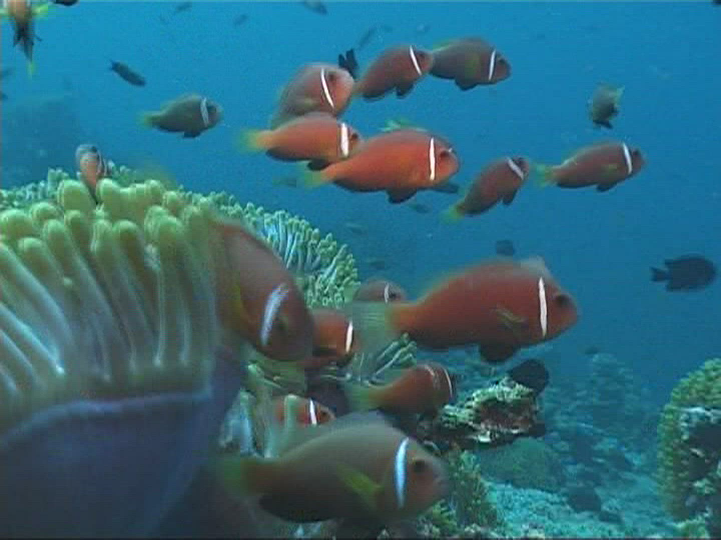 803385079 / Sea Anemone / Amphiprioninae / Maldives