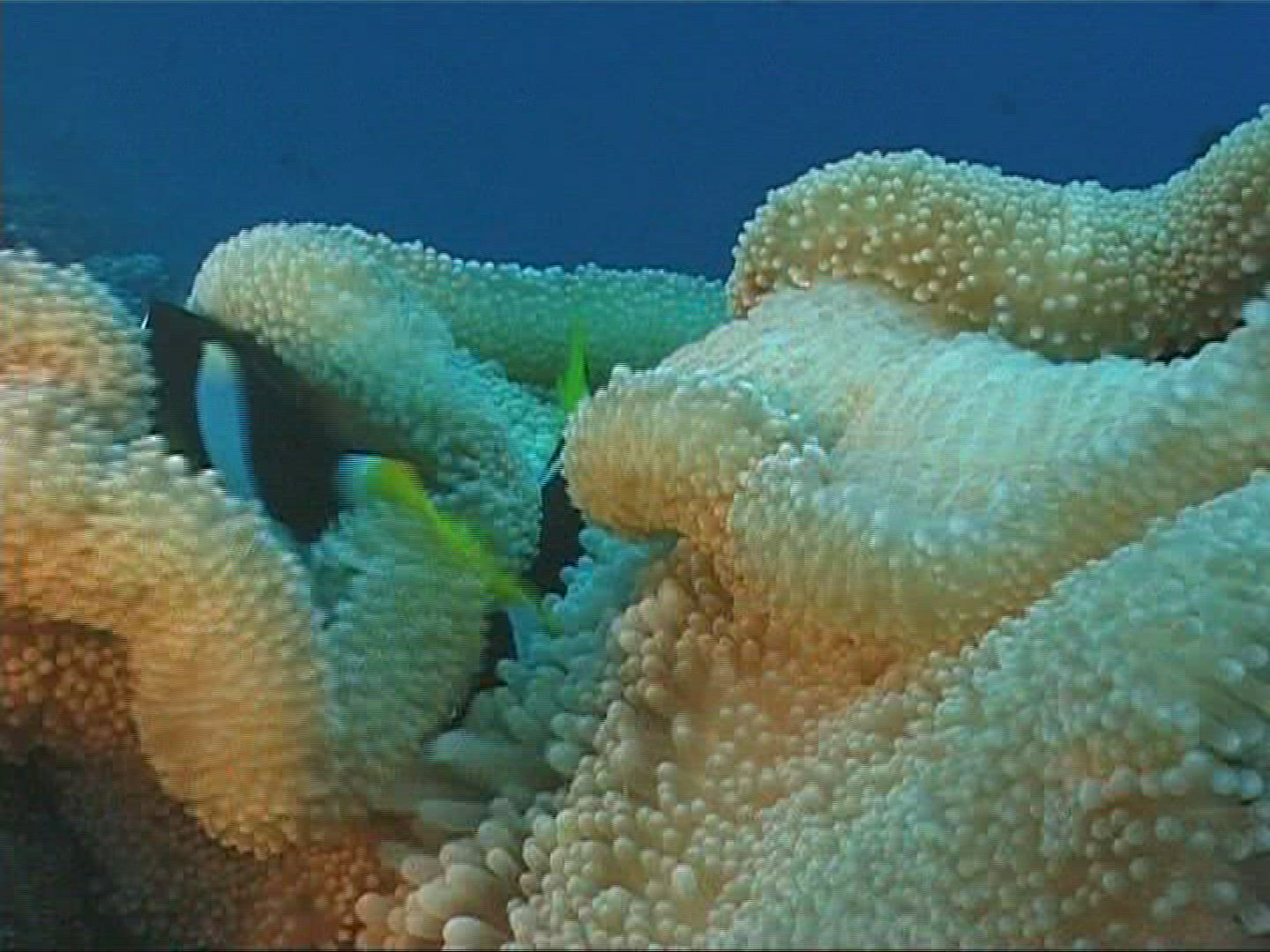 861013503 / Sea Anemone / Amphiprioninae / Maldives