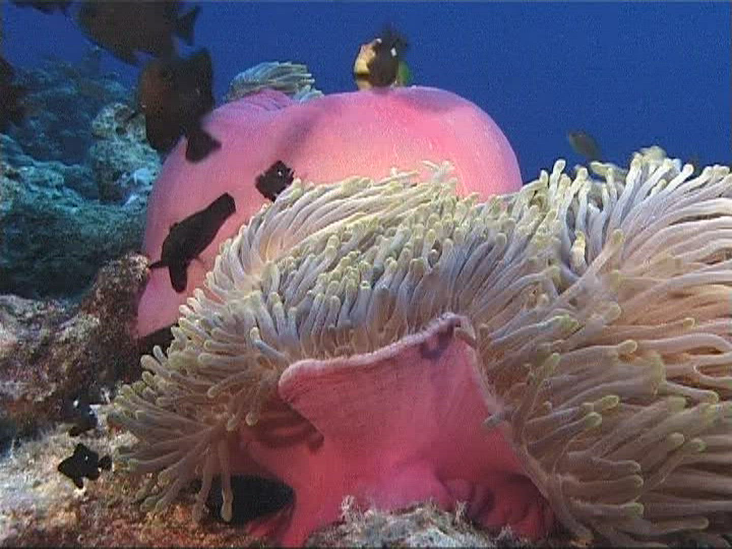 738816149 / Sea Anemone / Amphiprioninae / Maldives