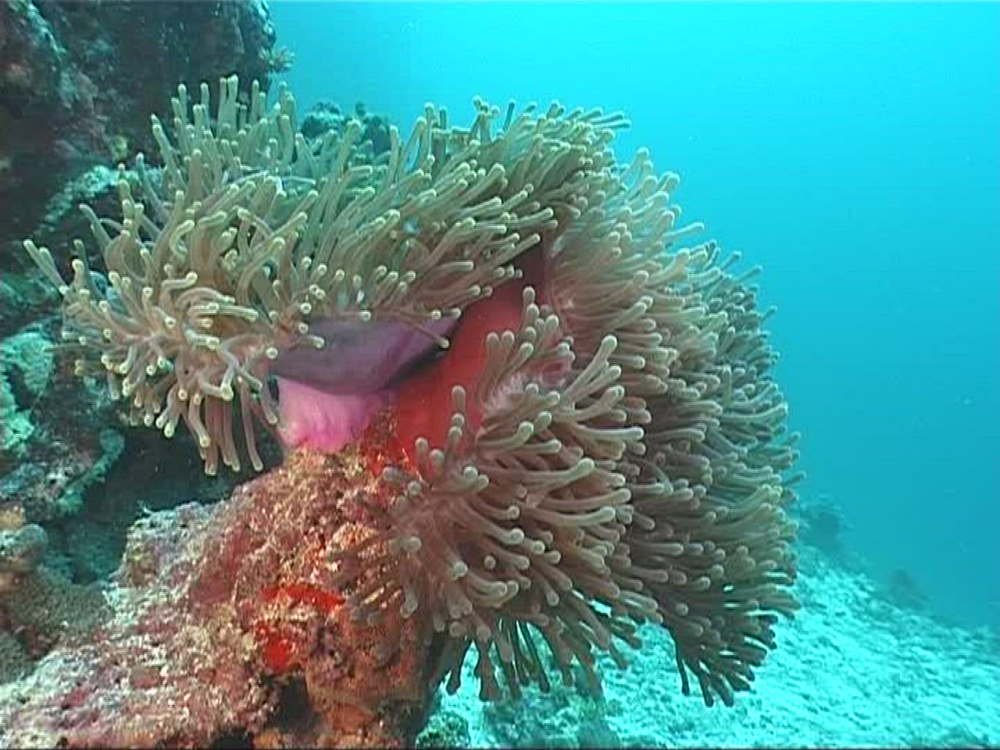 784510783 / Sea Anemone / Amphiprioninae / Maldives