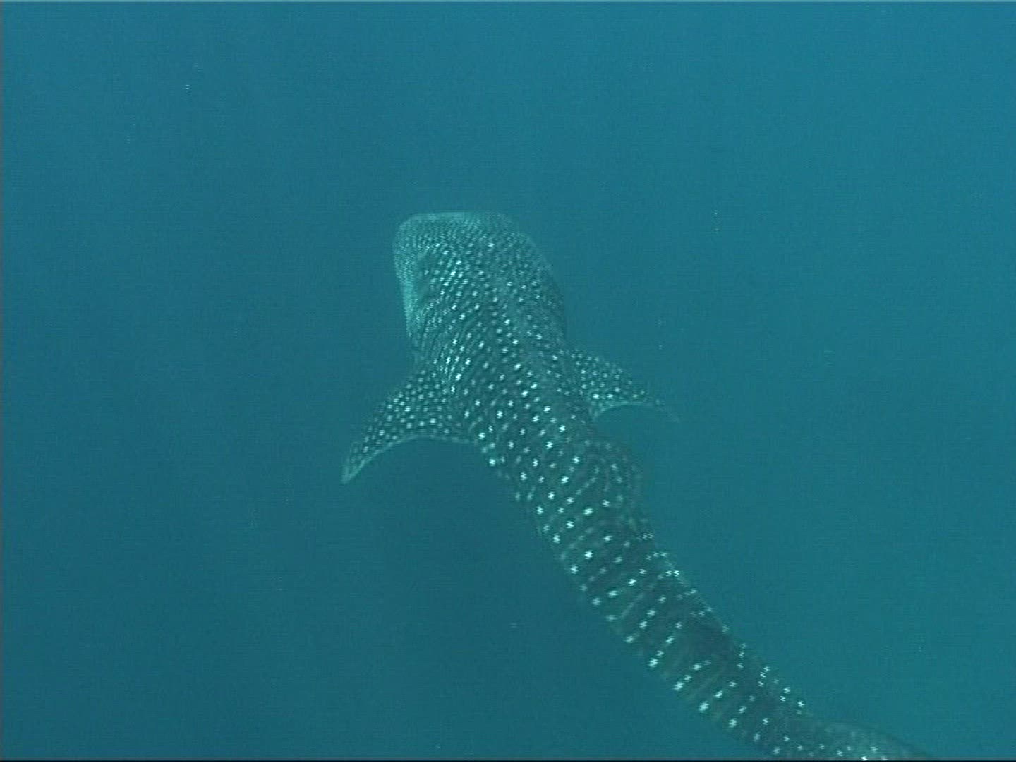 197951785 / Whale Shark / Underwater Shot / Maldives