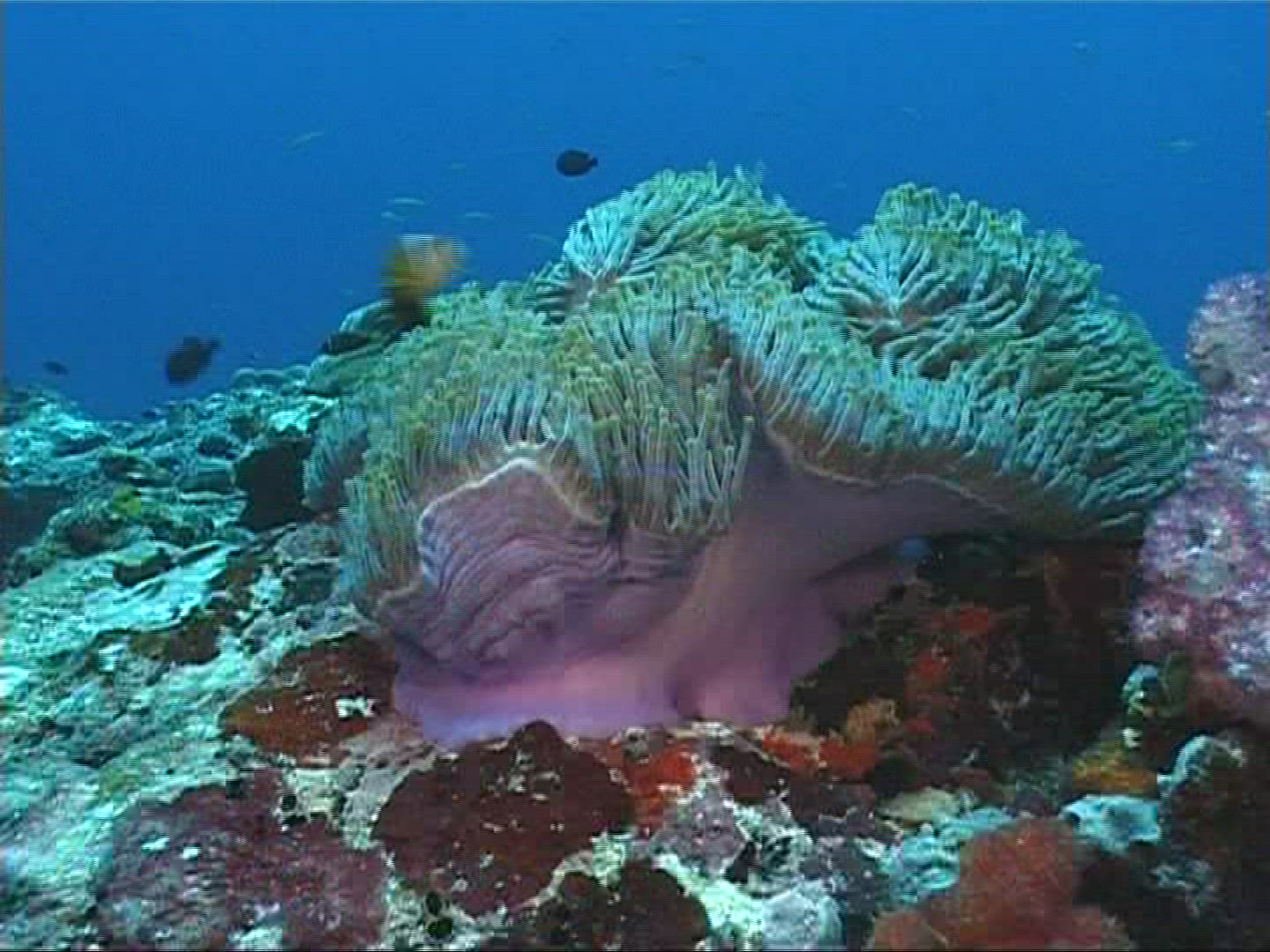 907164827 / Sea Anemone / Amphiprioninae / Maldives