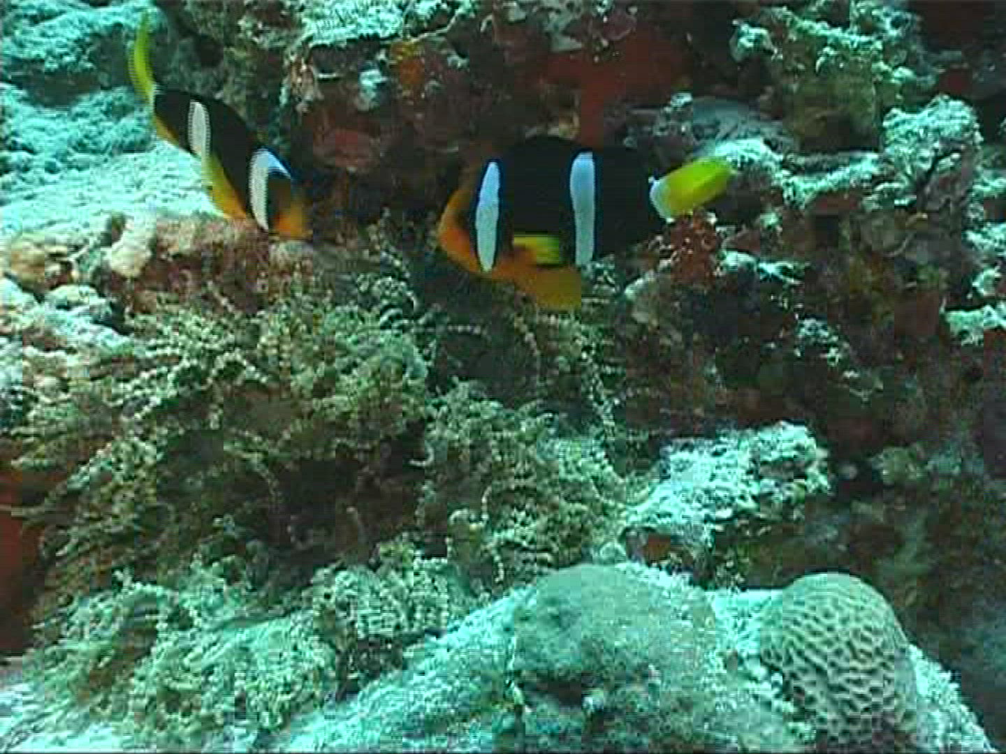251360863 / Sea Anemone / Amphiprioninae / Maldives