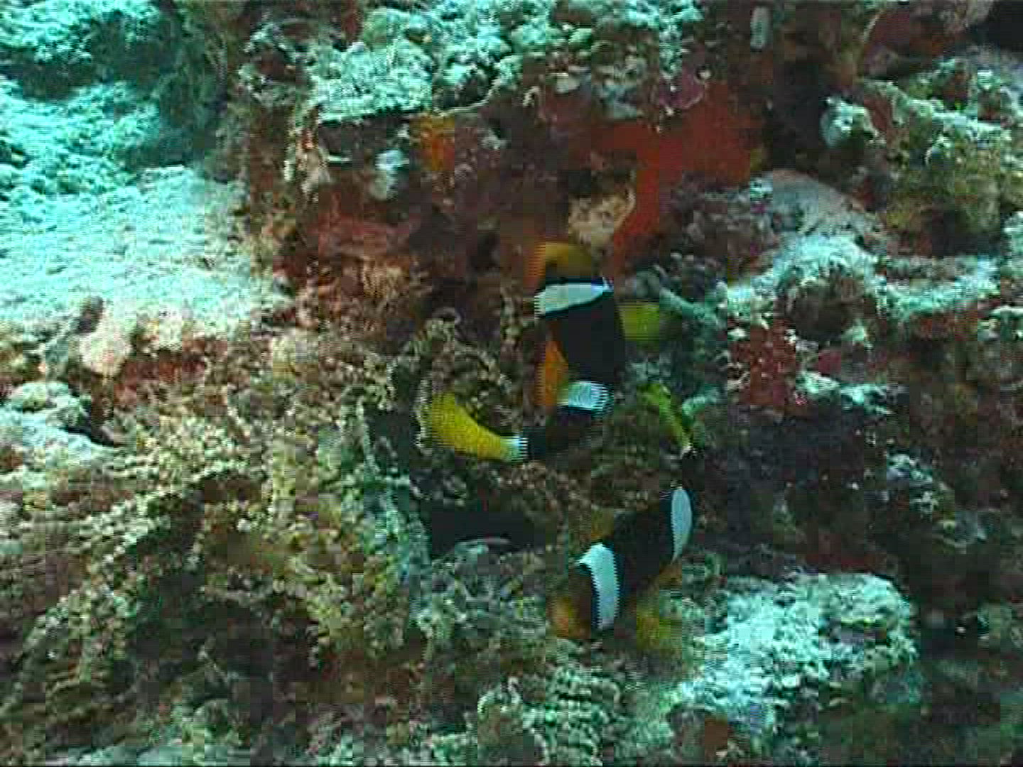 533547235 / Sea Anemone / Amphiprioninae / Maldives