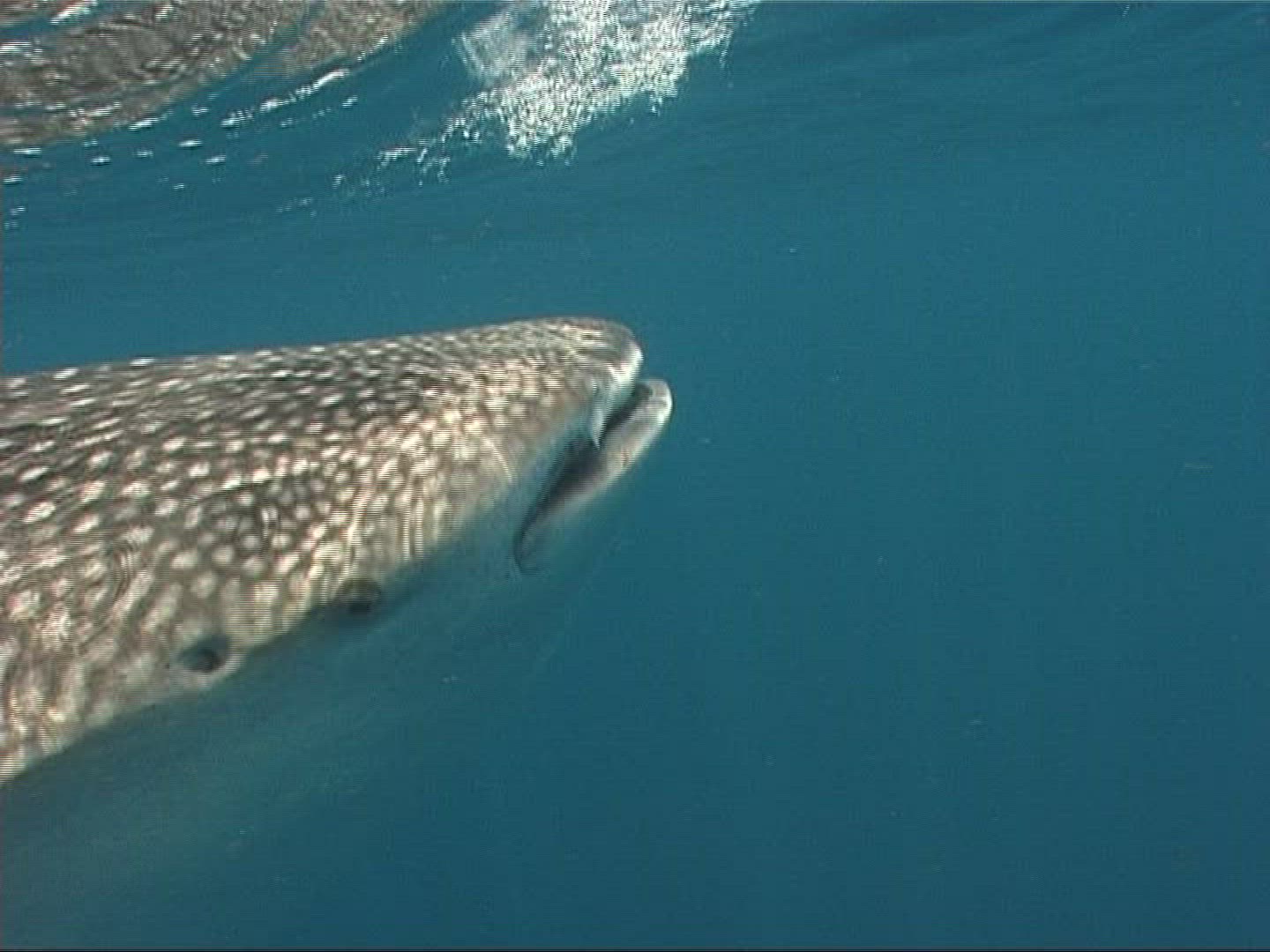 113555547 / Whale Shark / Underwater Shot / Maldives