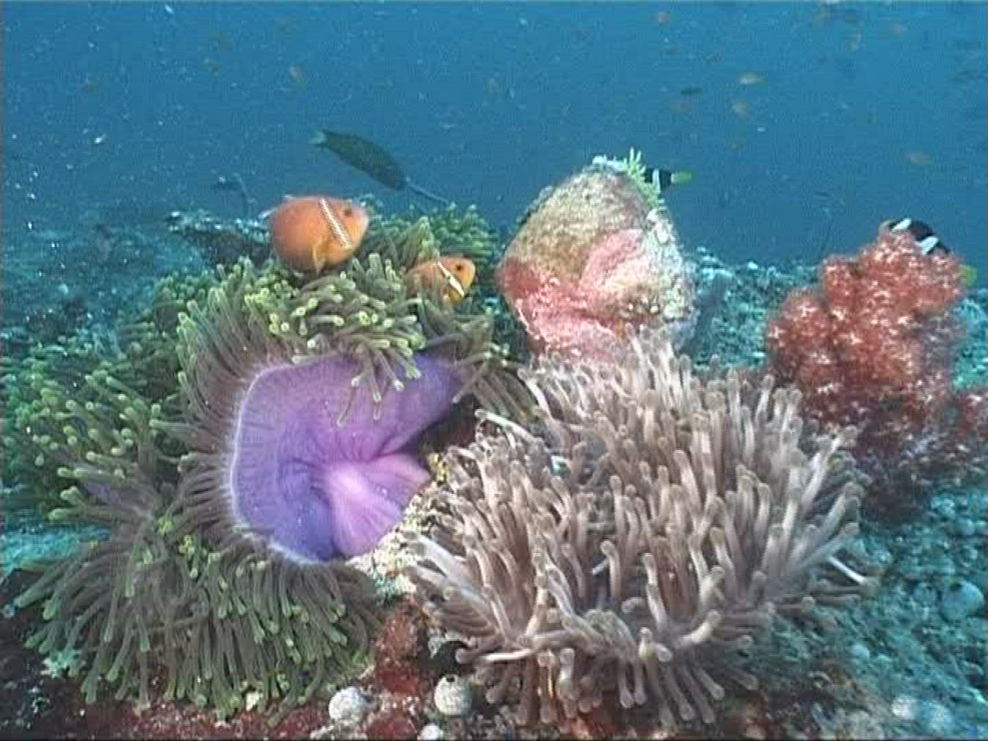 285226805 / Sea Anemone / Amphiprioninae / Maldives