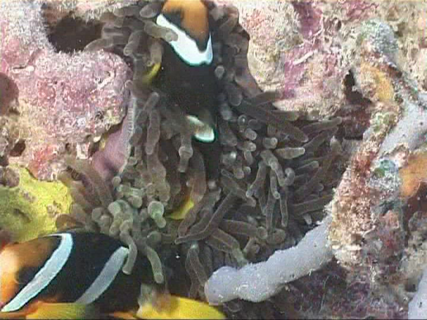 885556397 / Sea Anemone / Amphiprioninae / Maldives