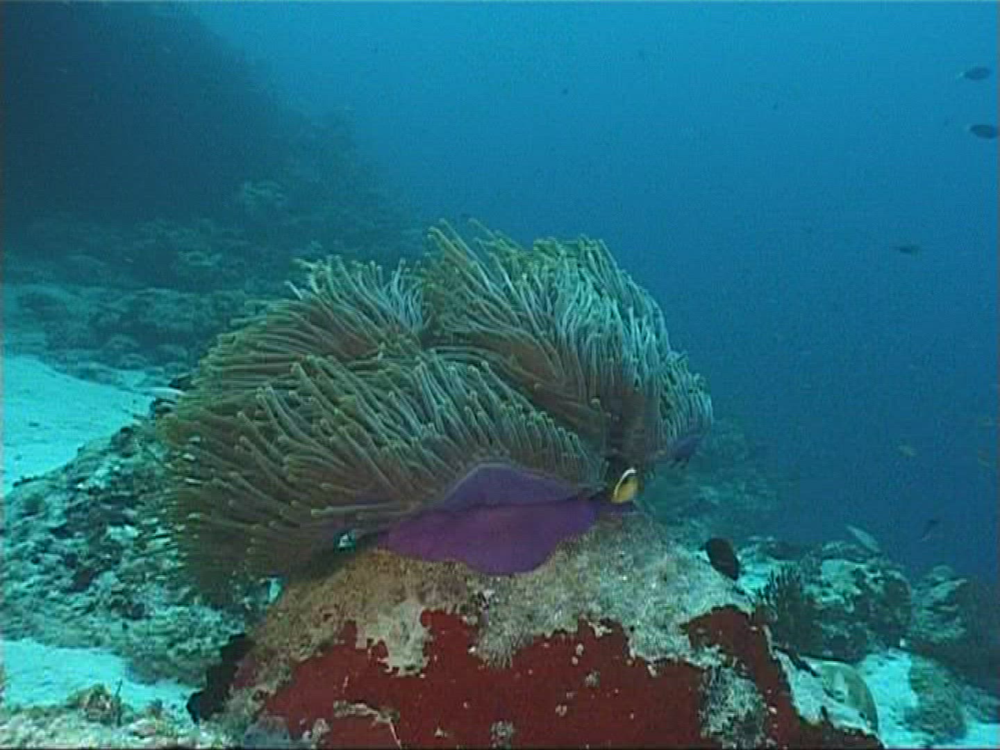 156217519 / Sea Anemone / Amphiprioninae / Maldives