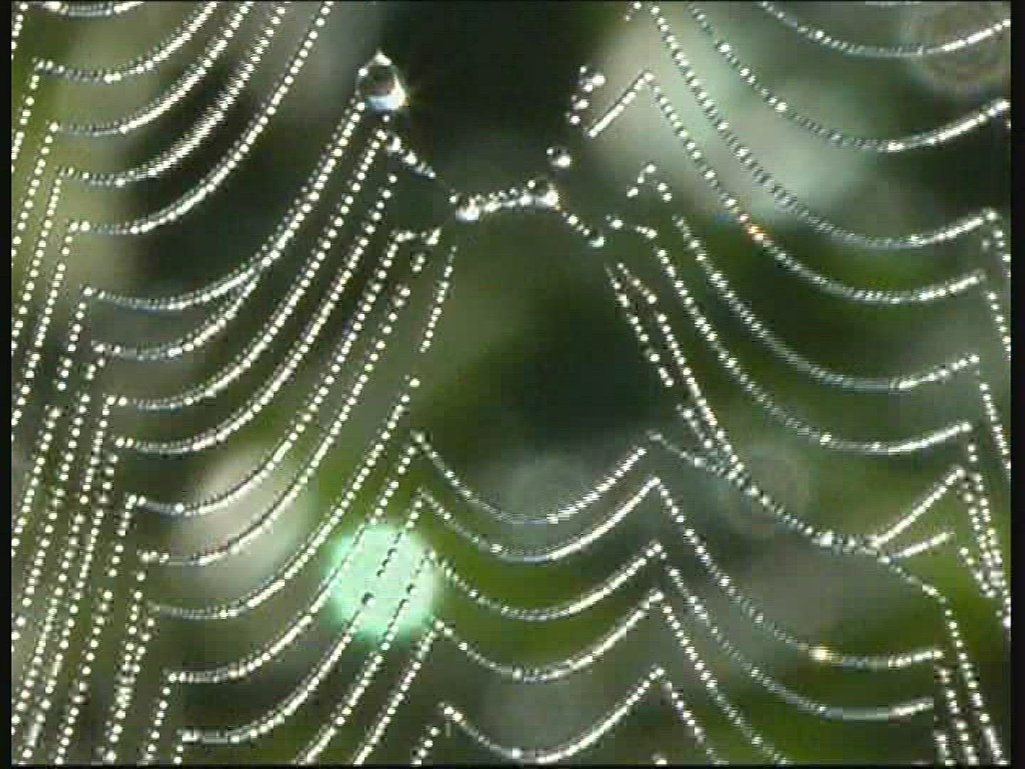 391386649 / Spider Web / Dew