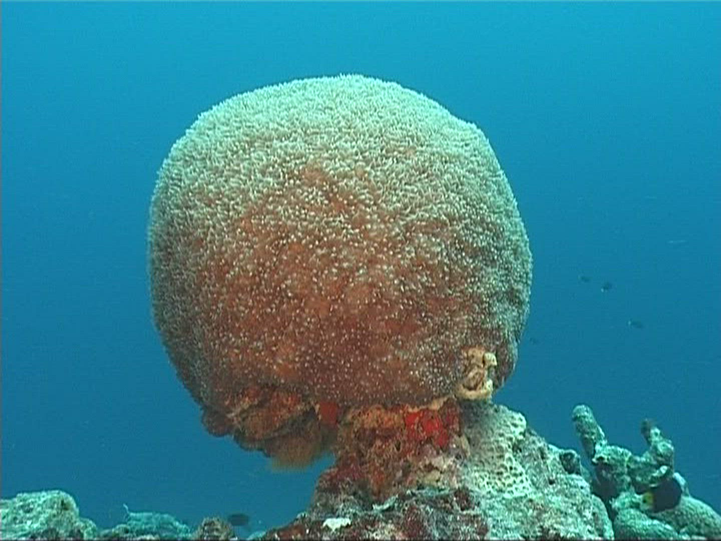 838854058 / Coral / Maldives