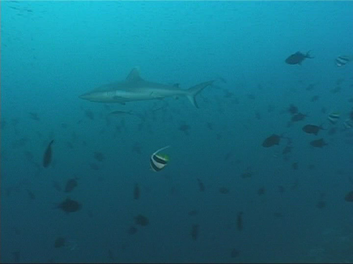 875741674 / Reef Shark / Underwater Shot / Maldives
