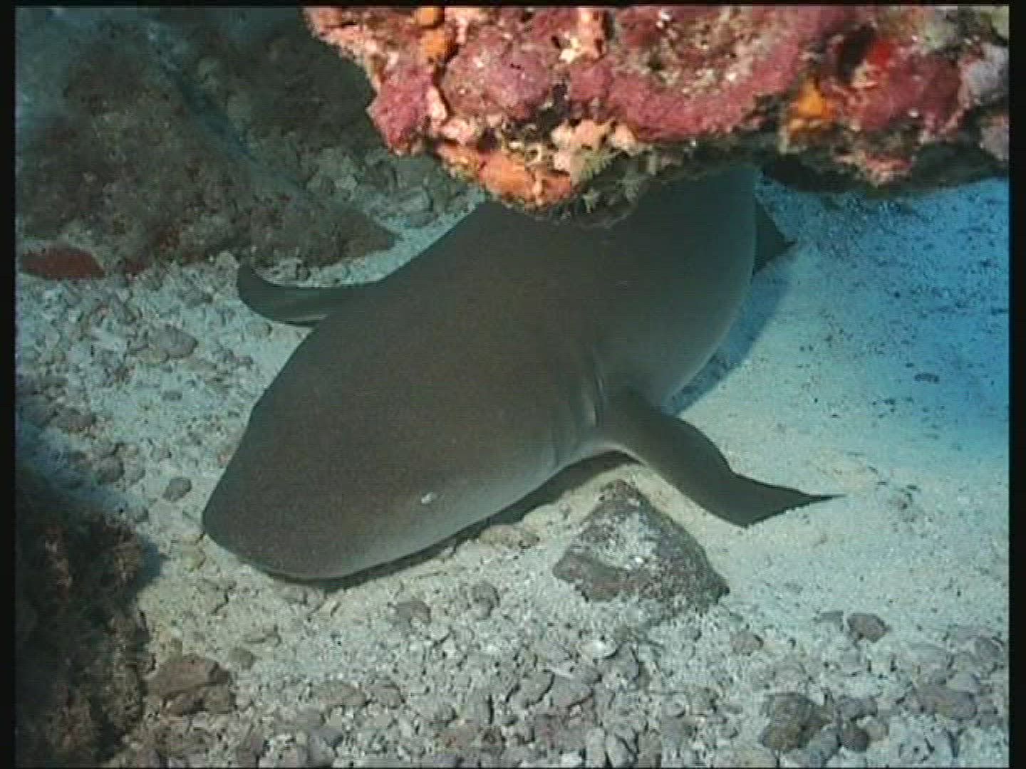 179536379 / Nurse Shark / Underwater Shot / Maldives