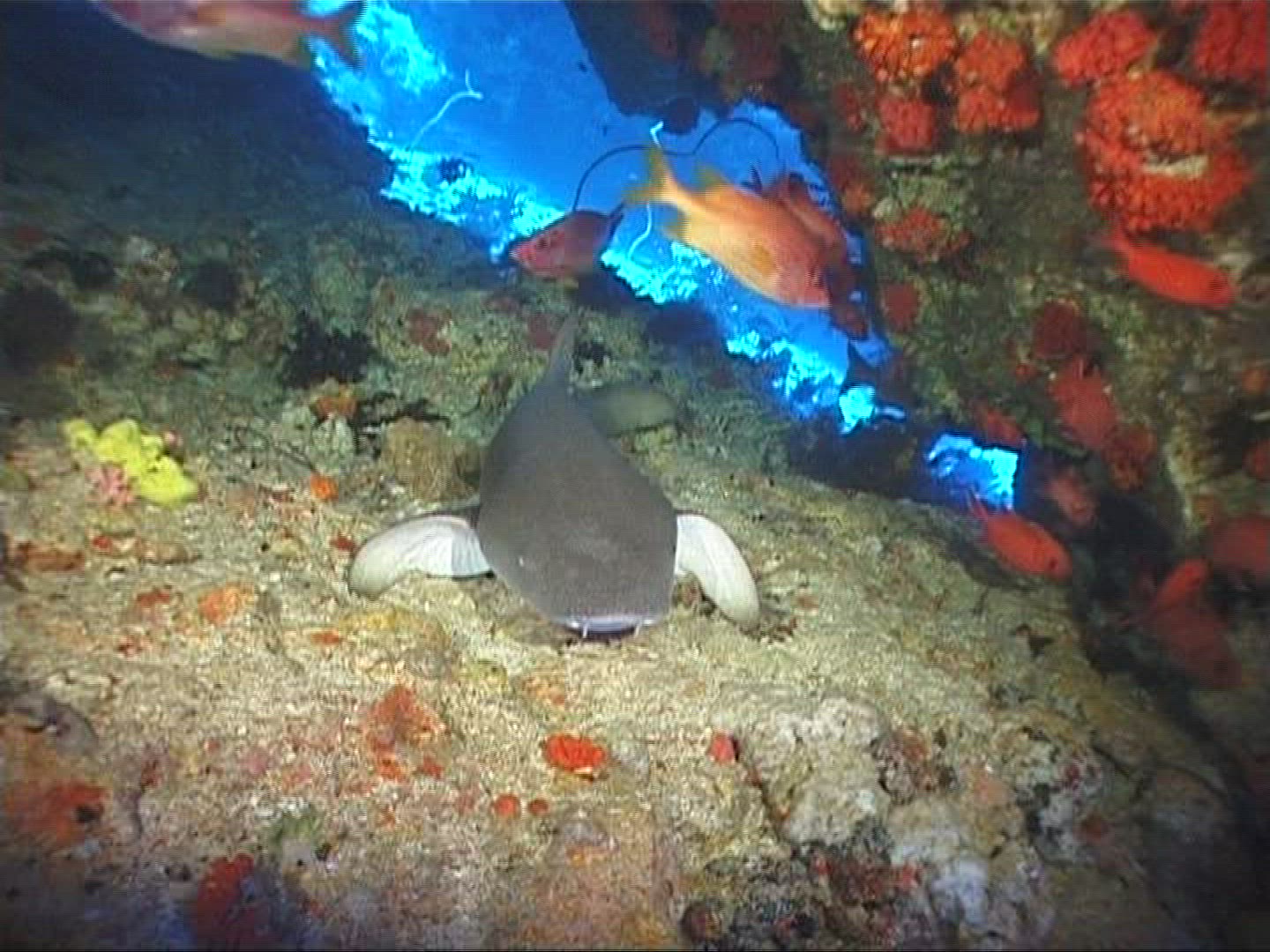 306301655 / Nurse Shark / Underwater Shot / Maldives