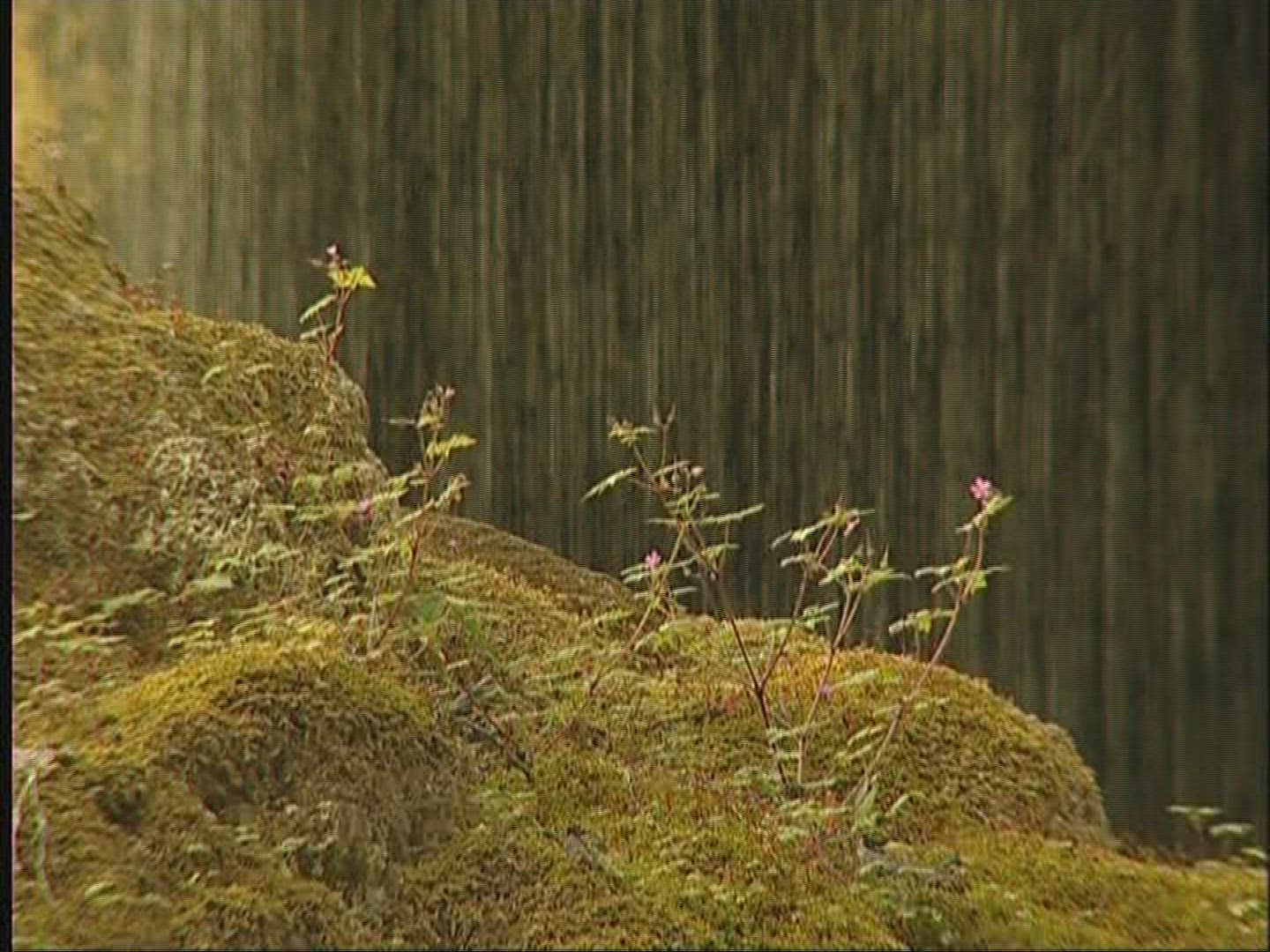 261968518 / Waterfall / Alpine Foreland / Germany